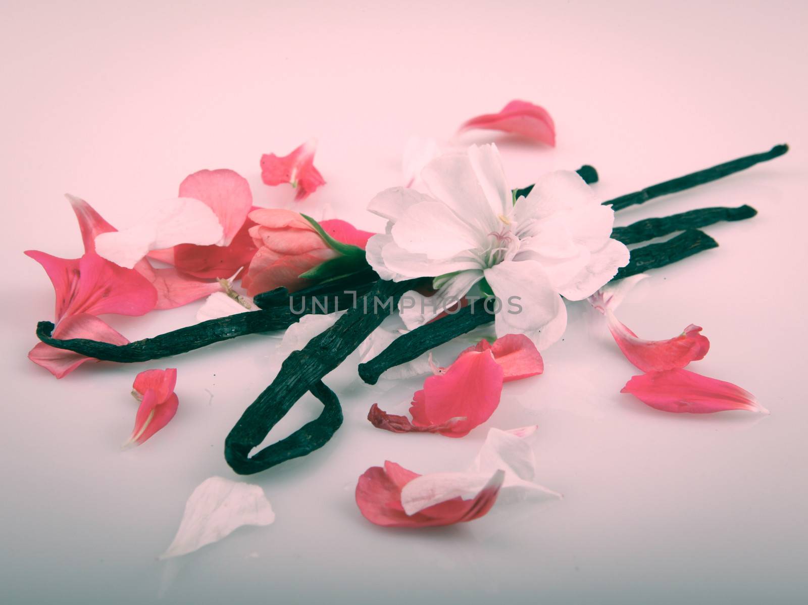 Vanilla Bean And Flower