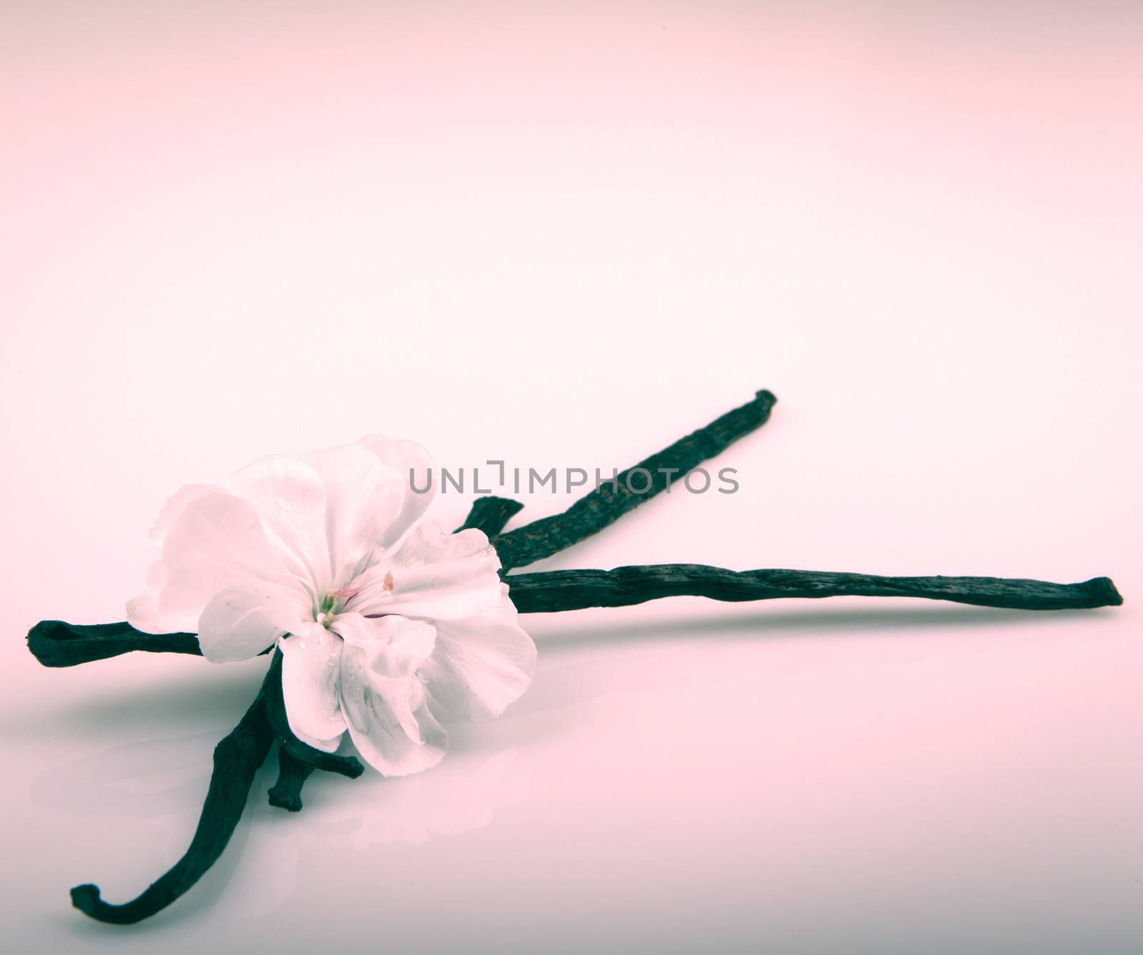 Vanilla Bean And Flower
