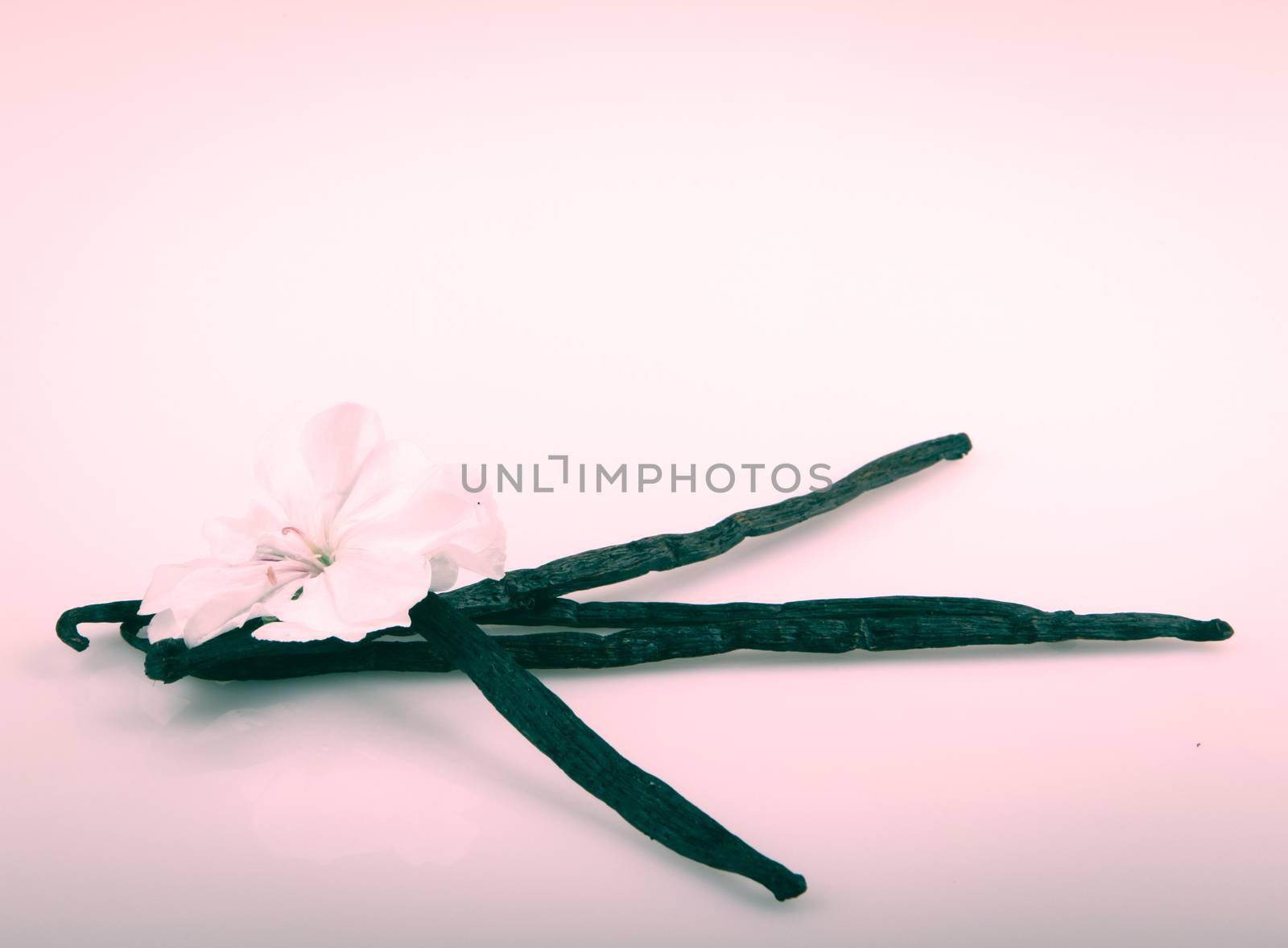 Vanilla Bean And Flower