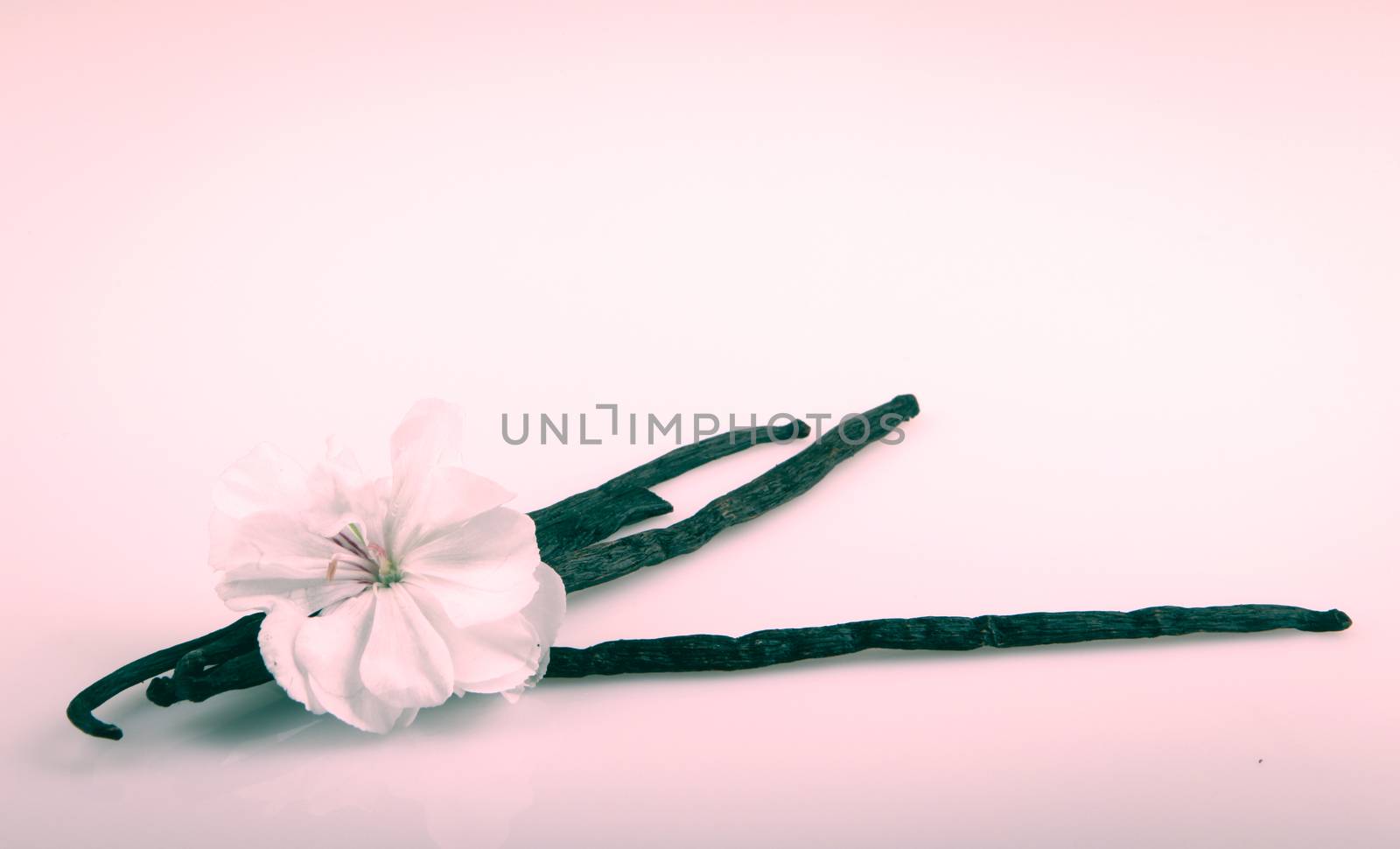 Vanilla Bean And Flower