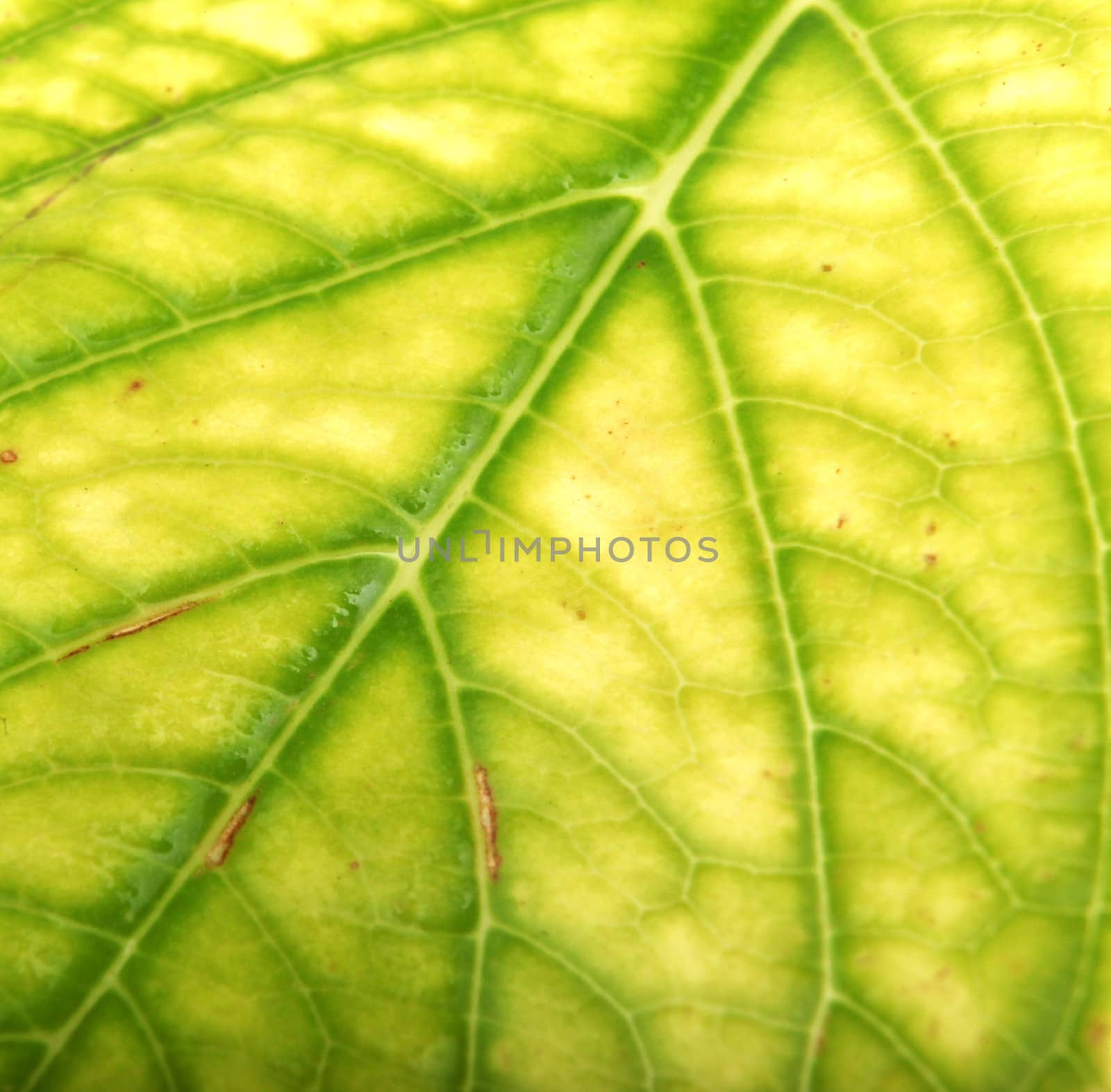 Green Leaf Background