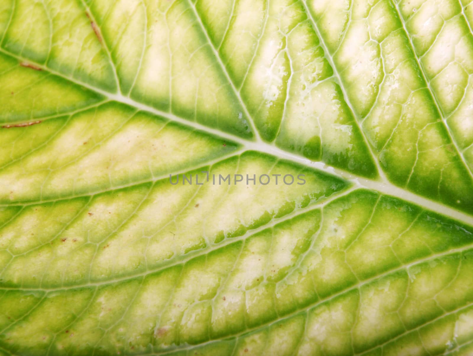 Green Leaf Background