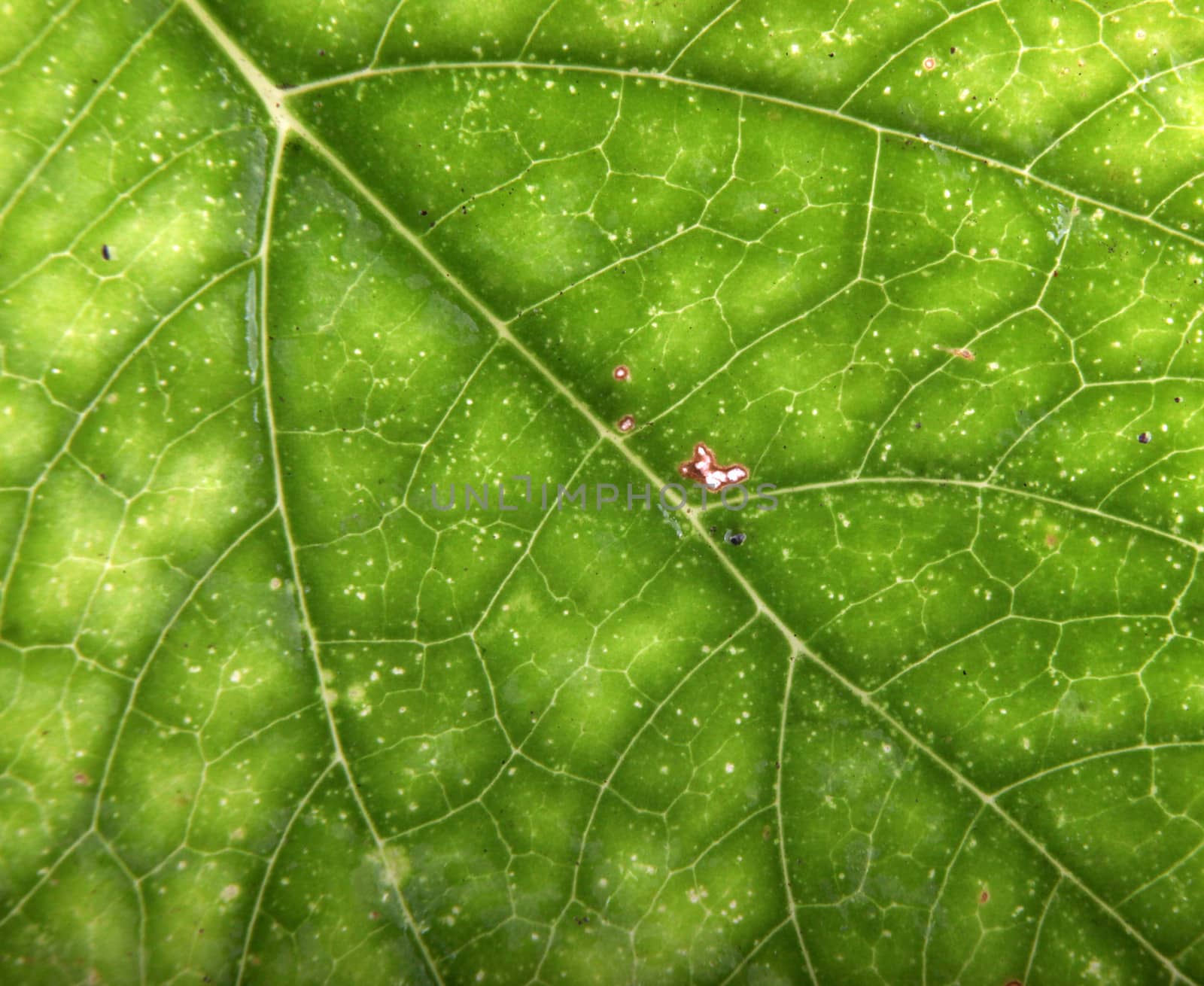 Green Leaf Background