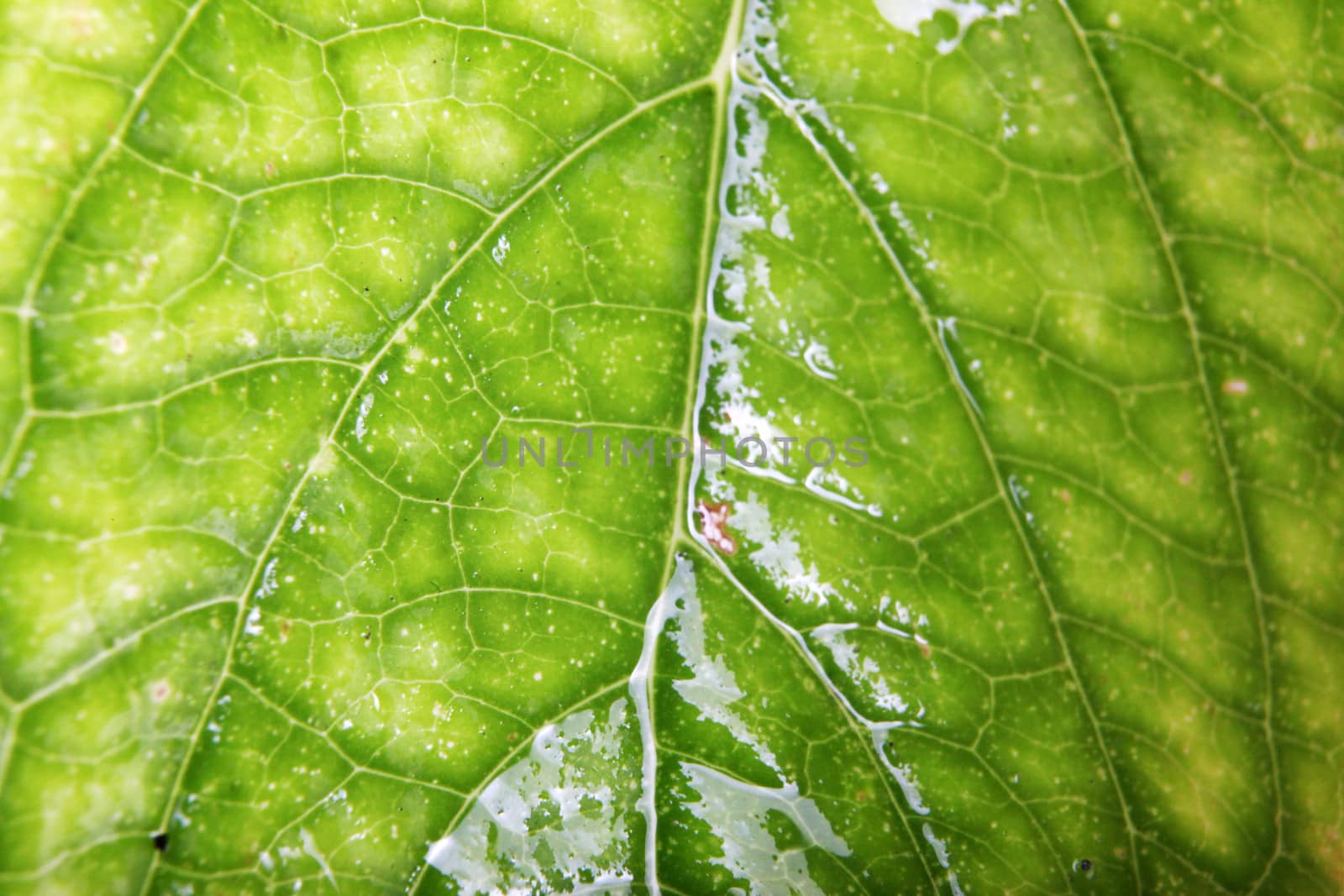 Green Leaf Background