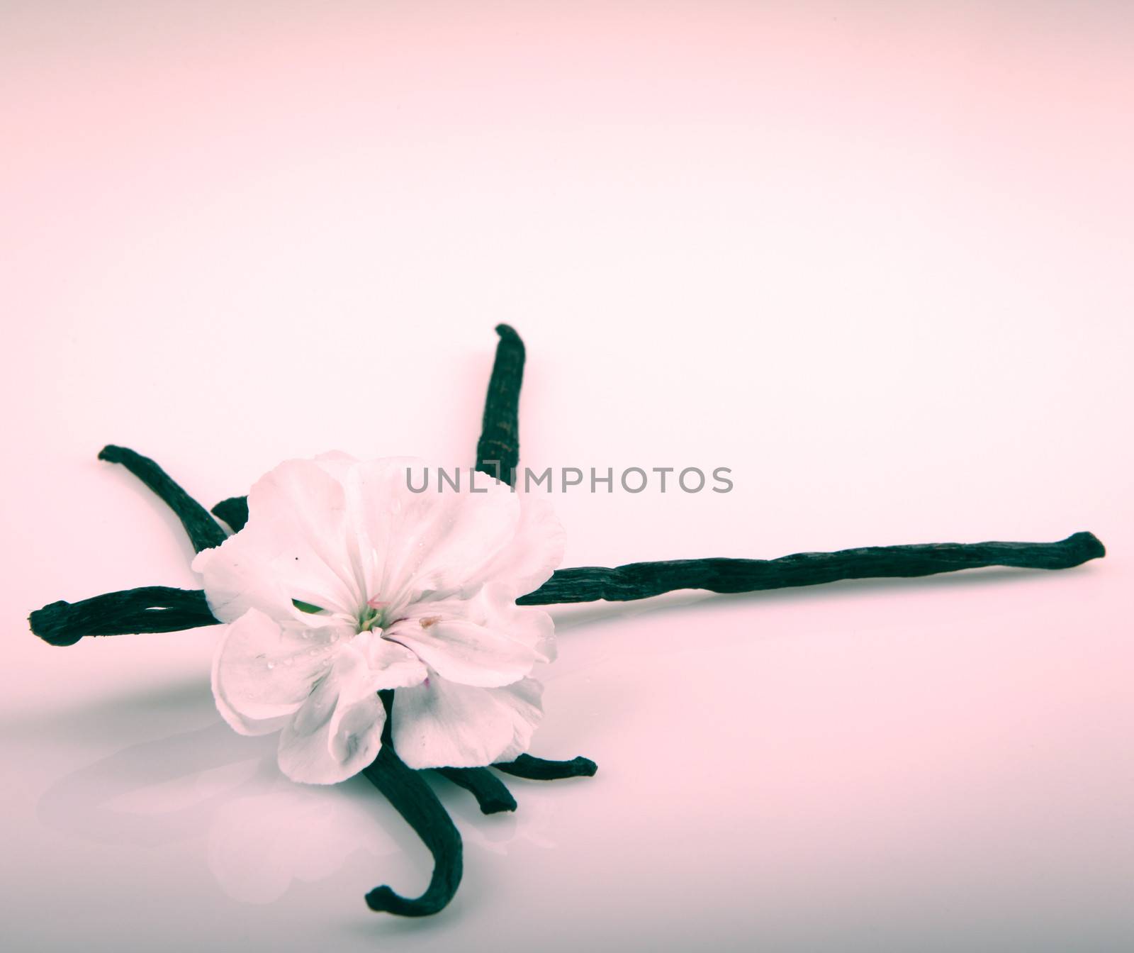 Vanilla Bean And Flower