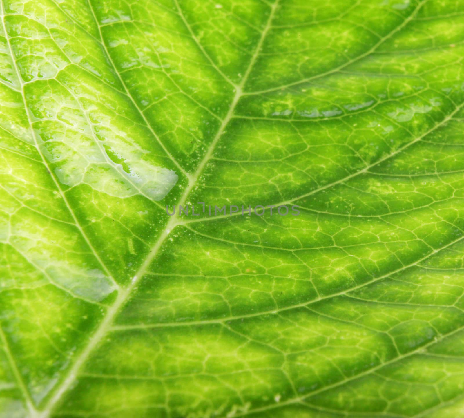Green Leaf Background