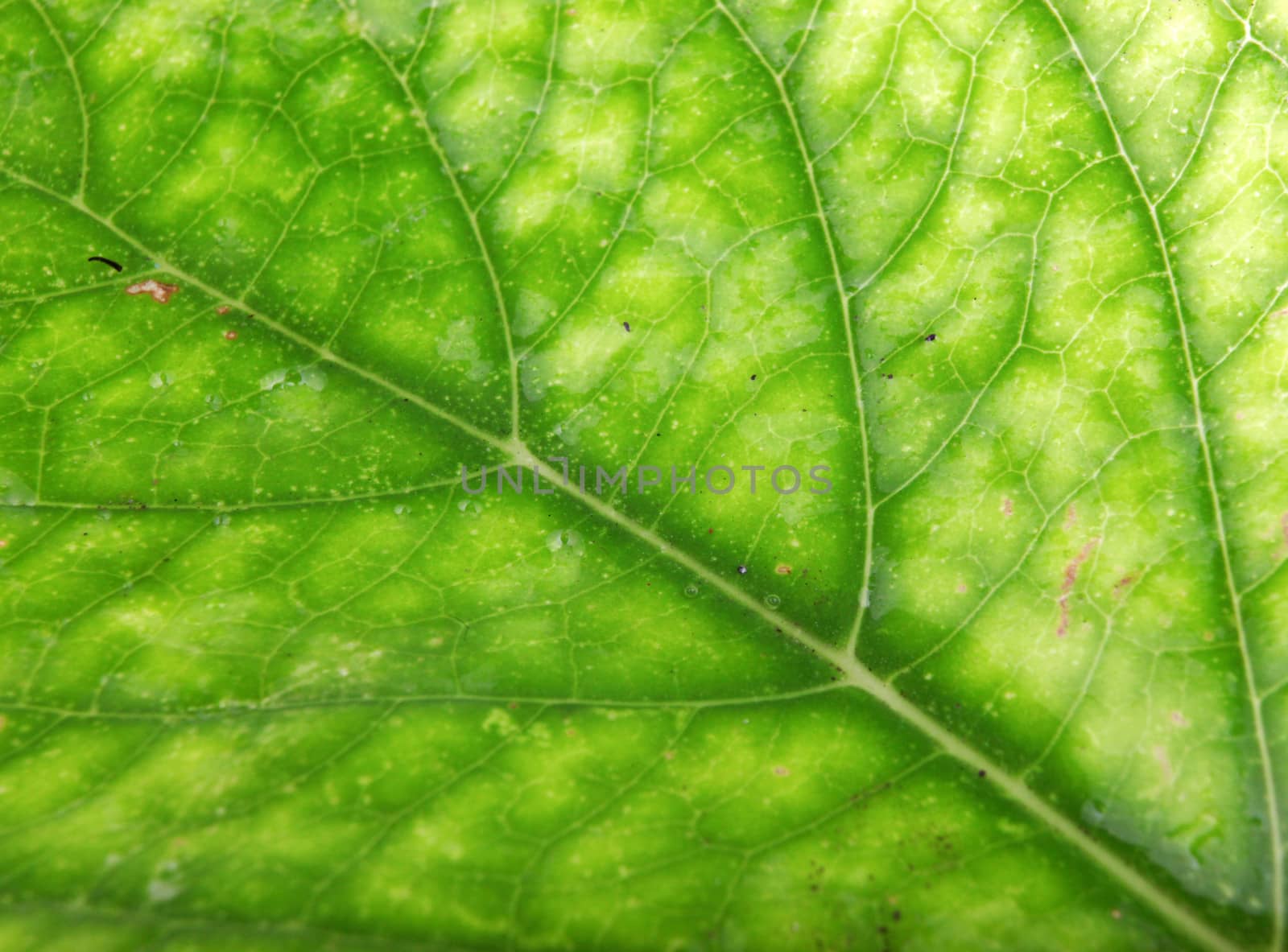 Green Leaf Background