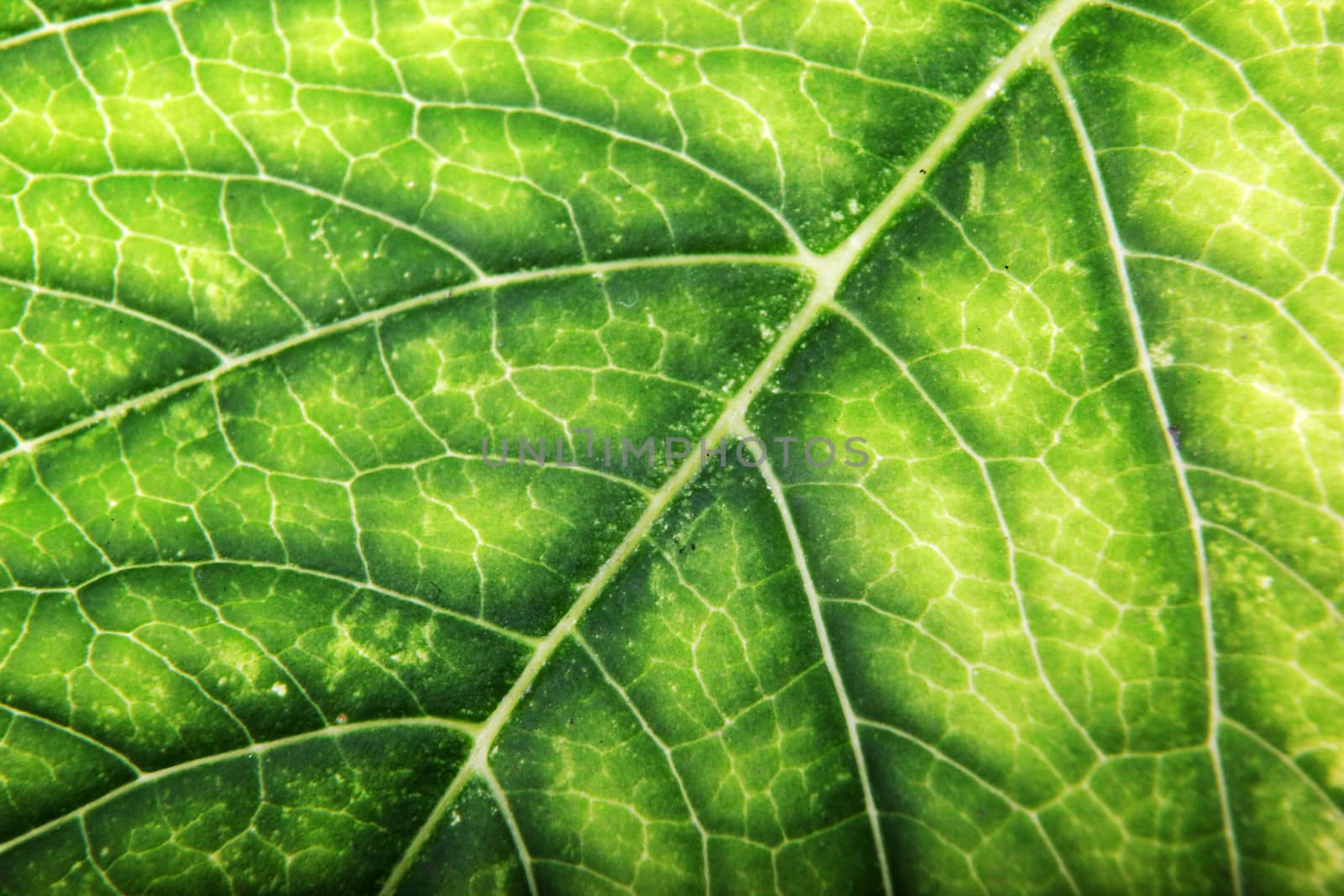Green Leaf Background