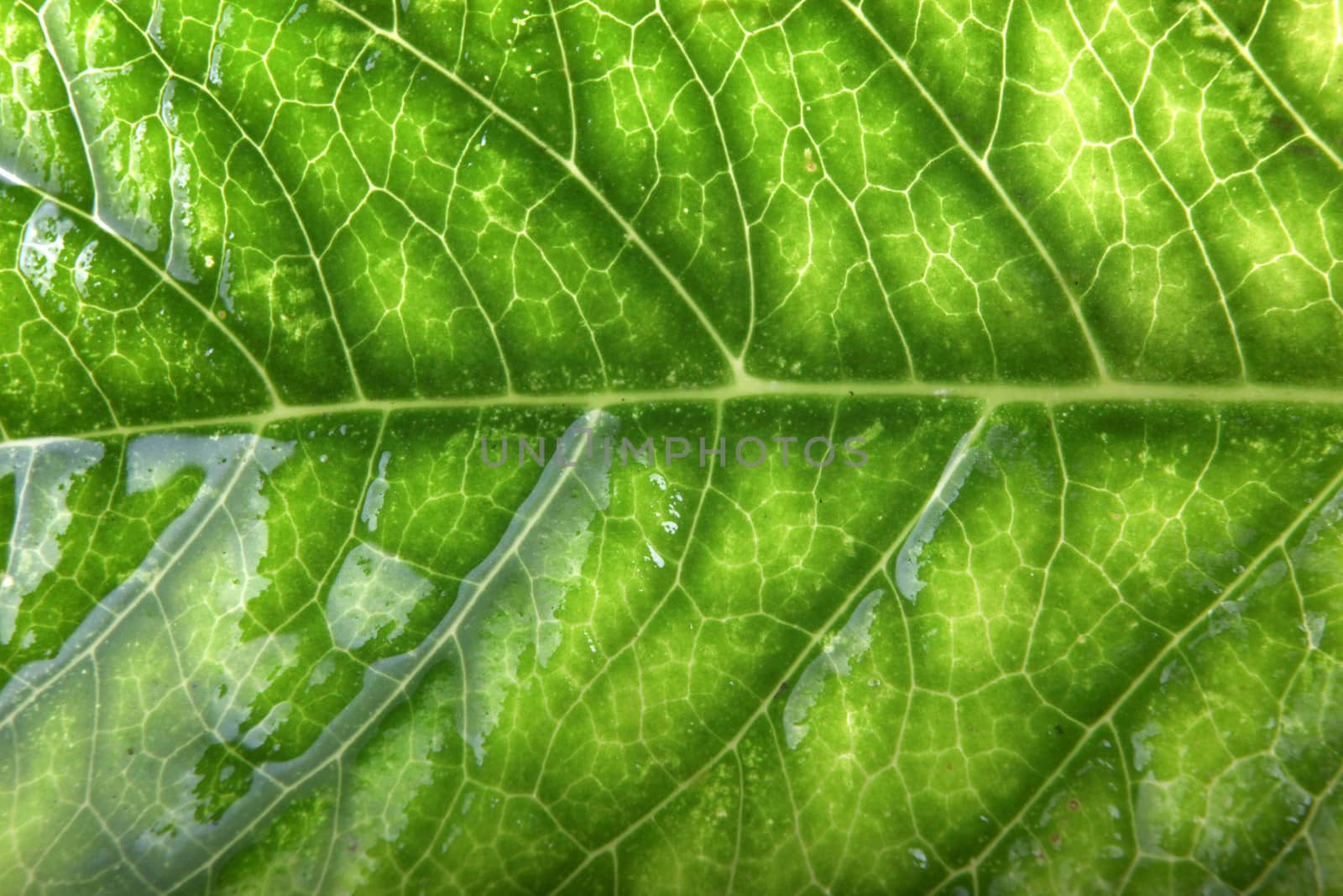 Green Leaf Background