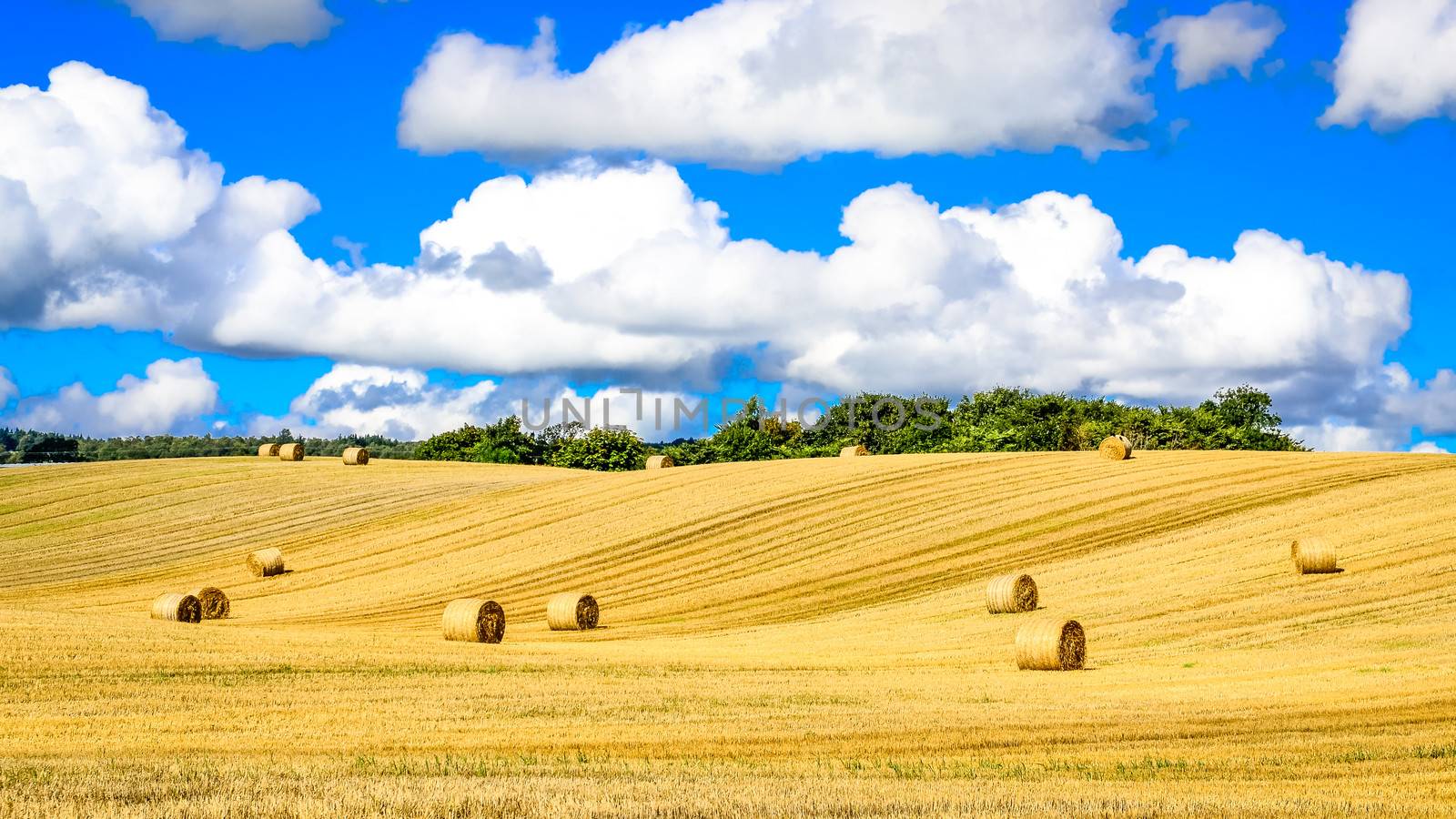 Wheat field on curvy meadow with straw bales and blue cloudy sky
