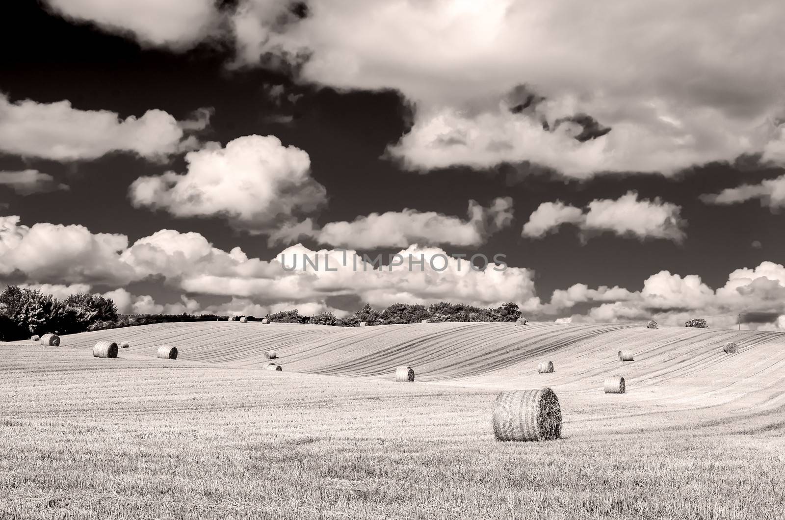 Monochrome curvy barley field with straw bales and cloudy sky during sunny day