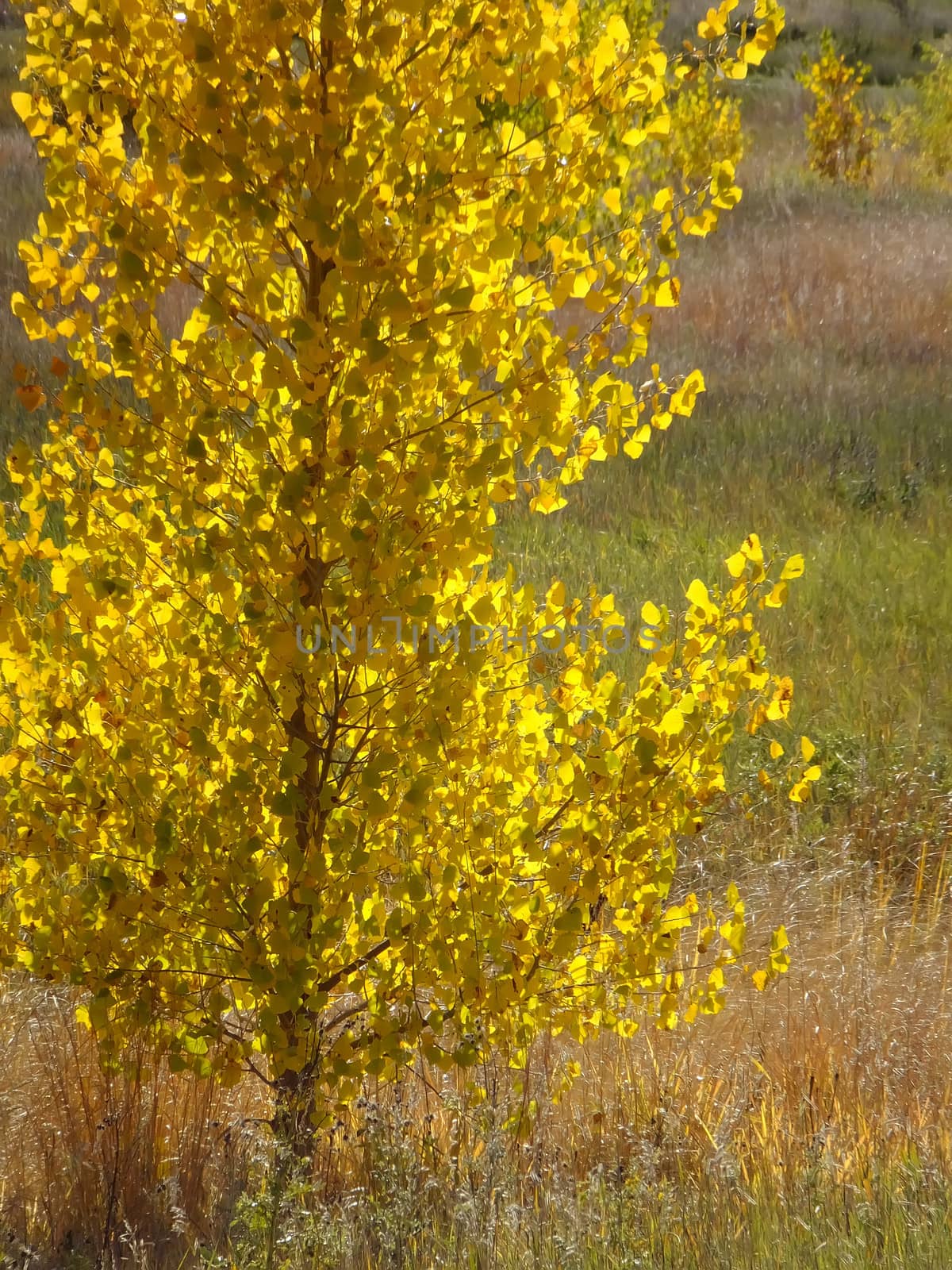 Backlit cottonwood tree