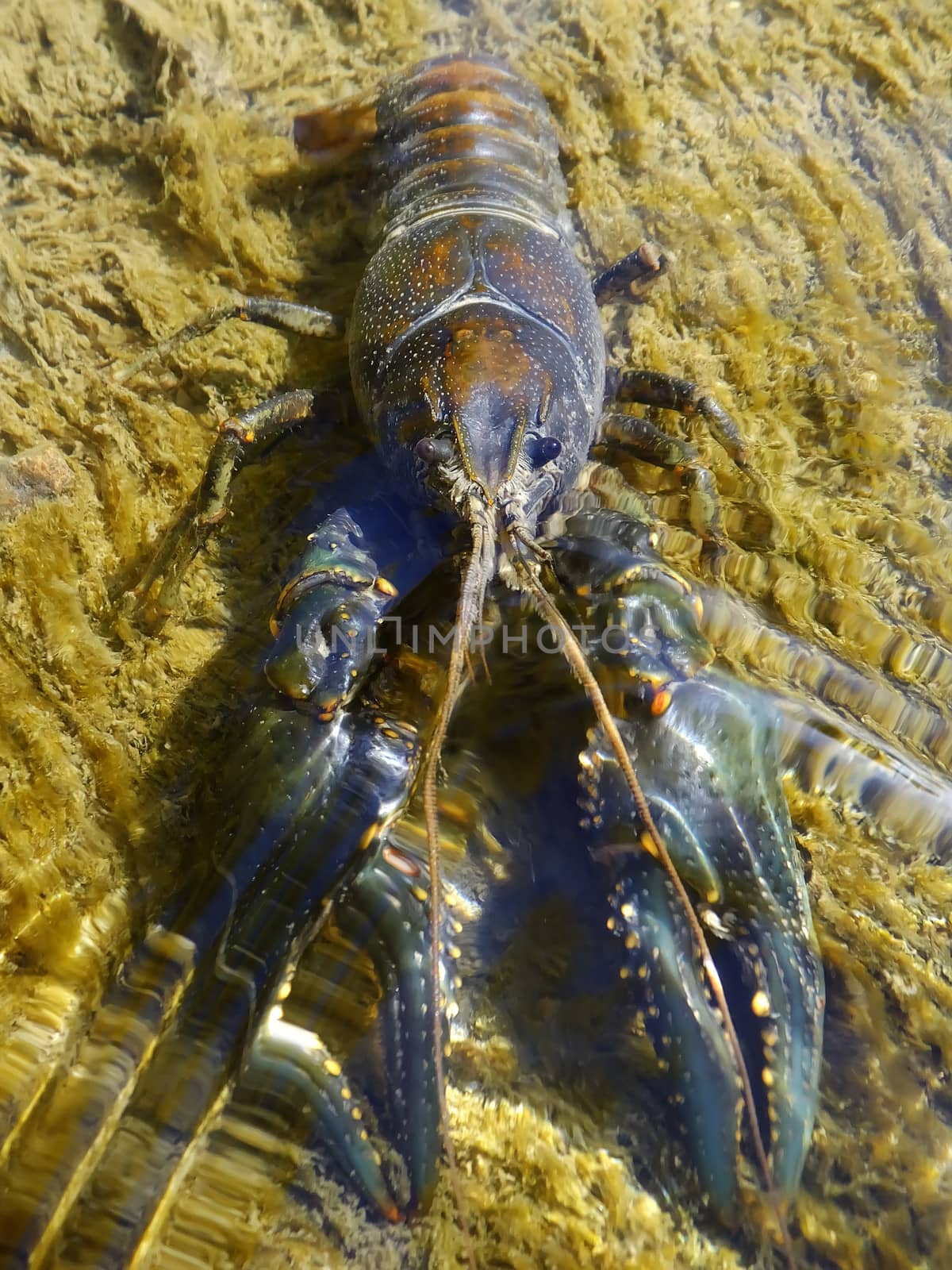 Crayfish in a small stream