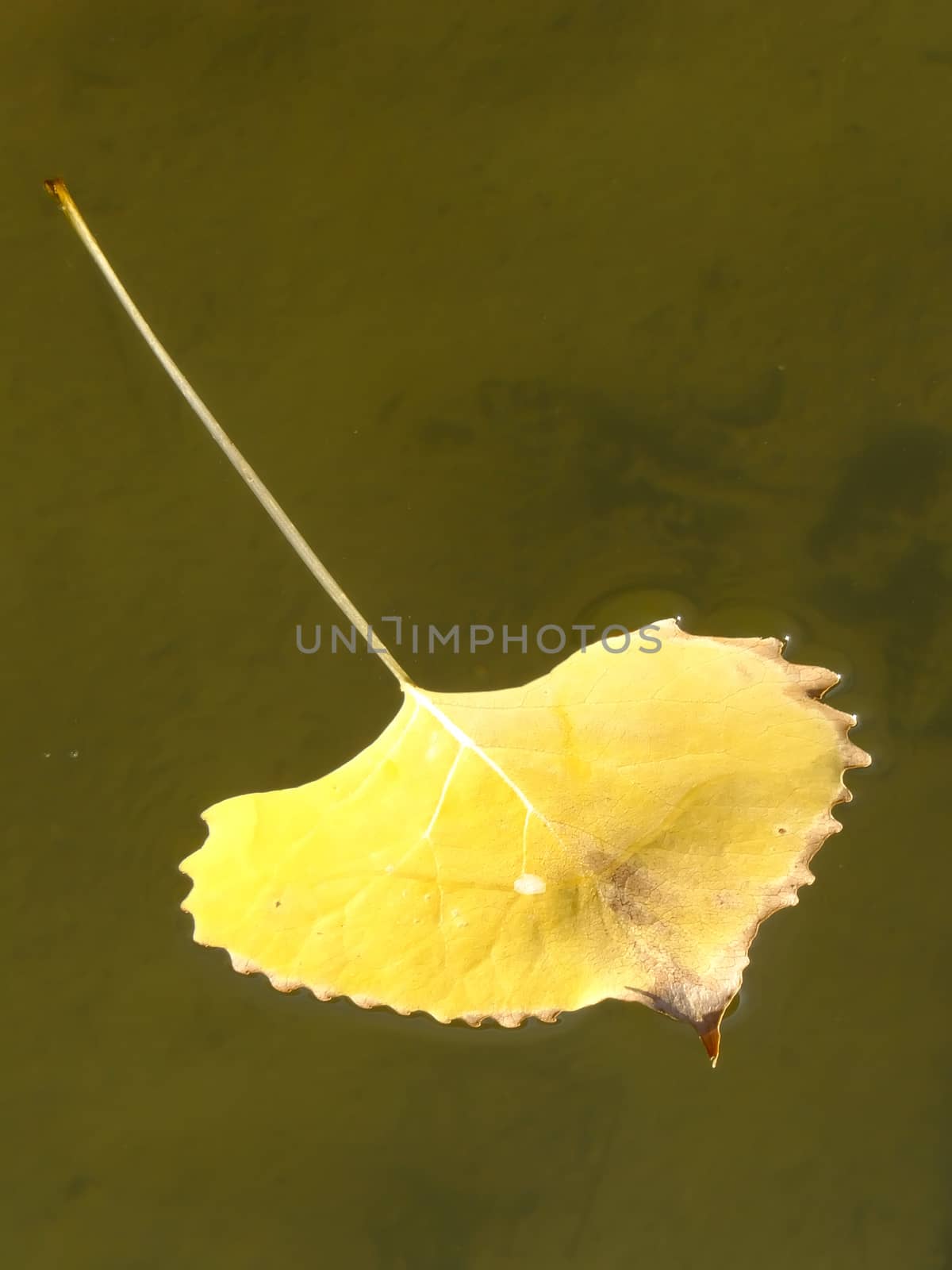 Cottonwood tree leaf floating in clear water by donya_nedomam