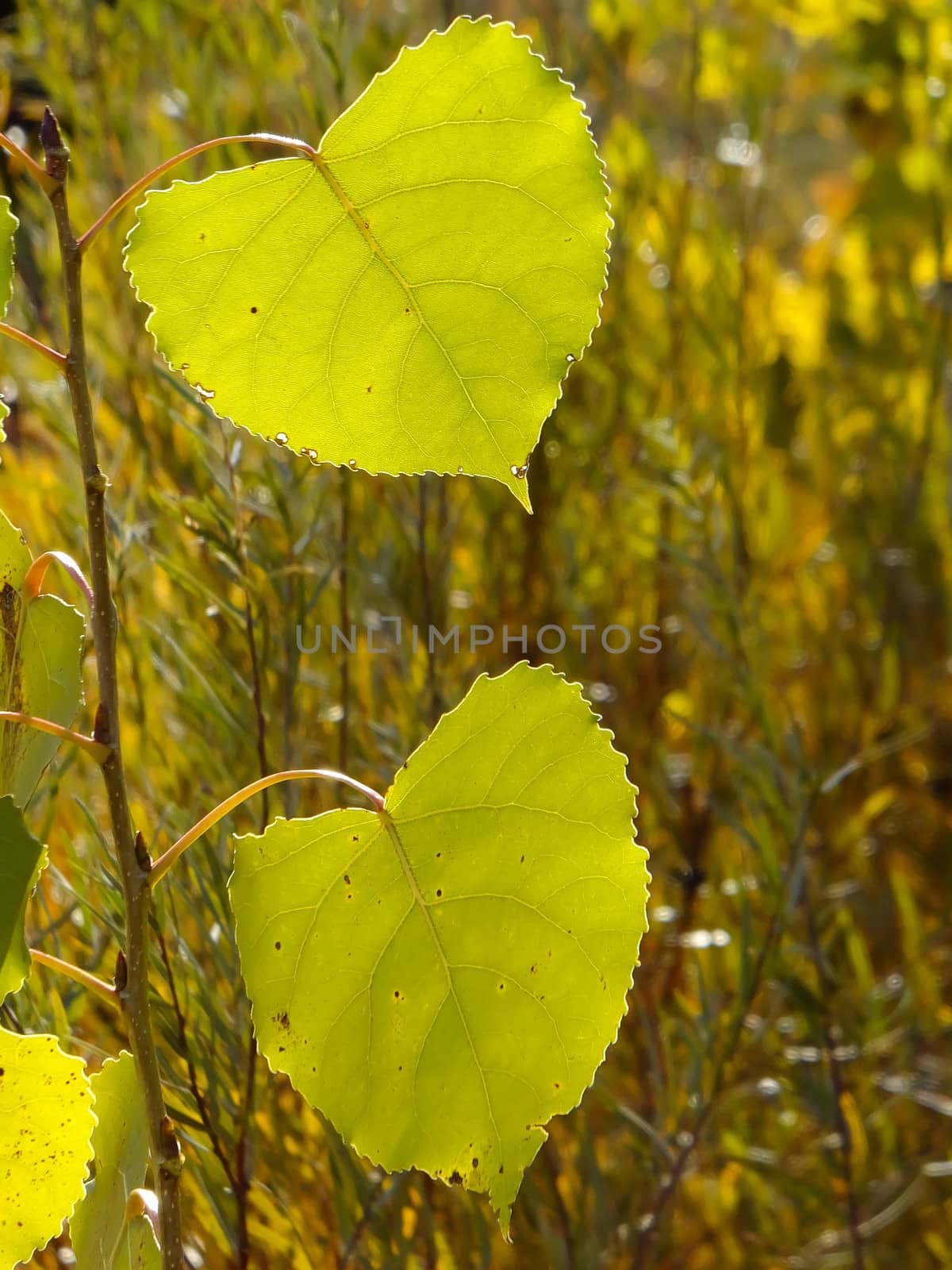 Close up of cottonwood tree leaves