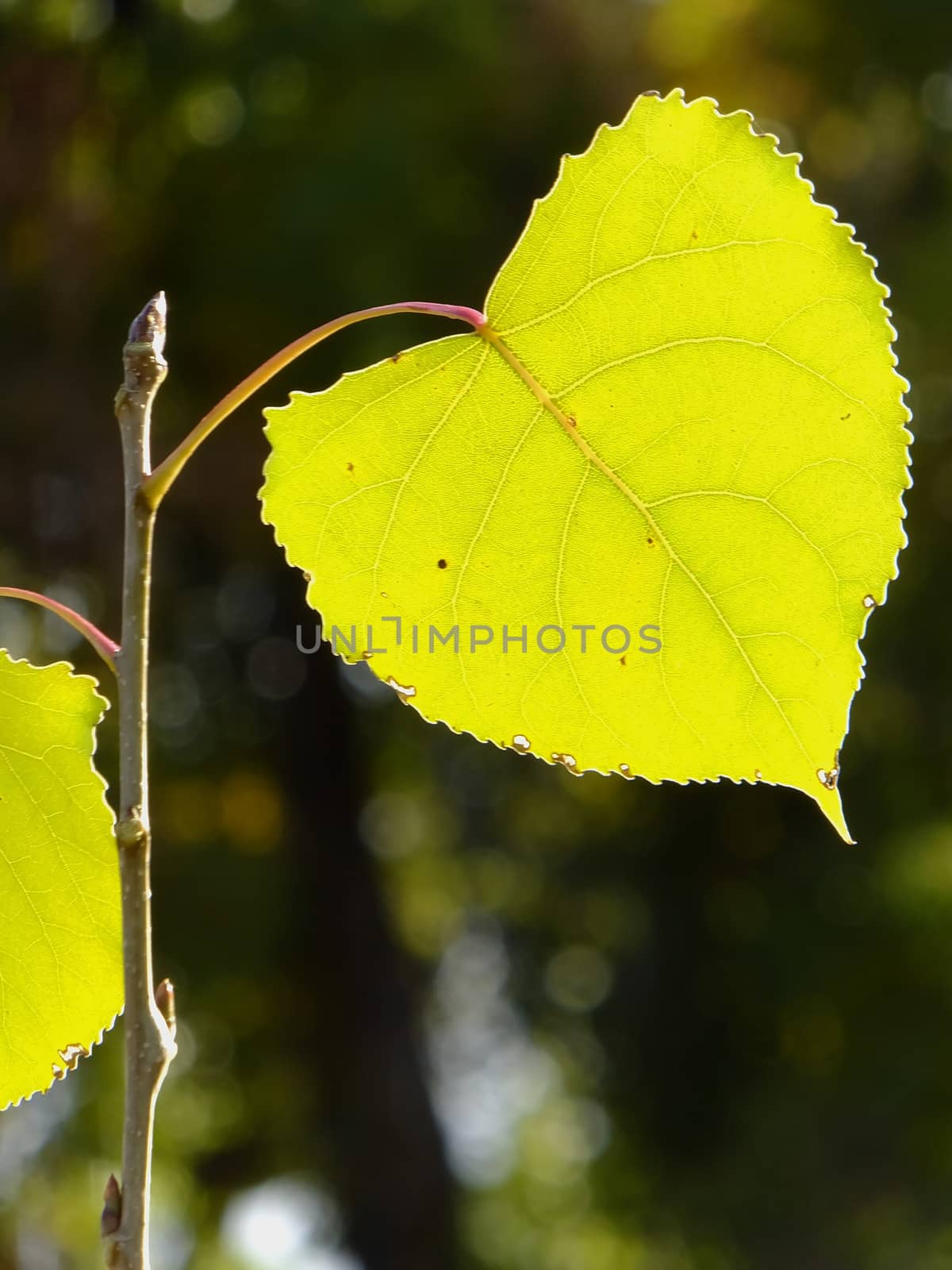 Close up of cottonwood tree leaf by donya_nedomam