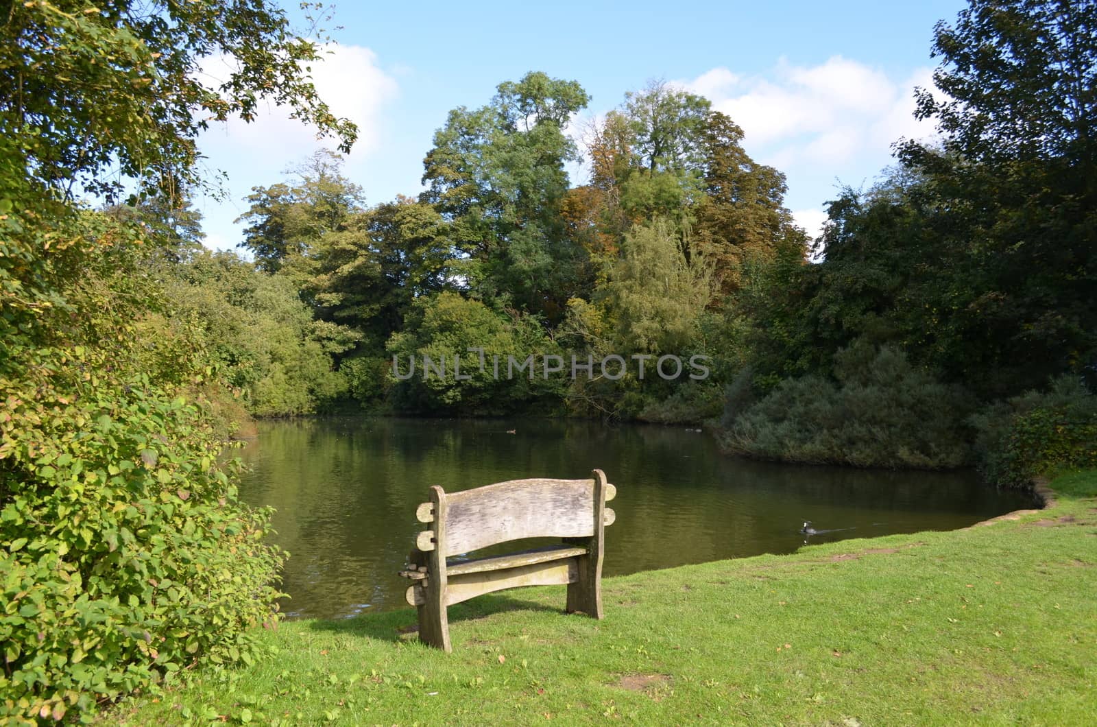 Rustic wood bench set next to a pretty countryside village pond in England.