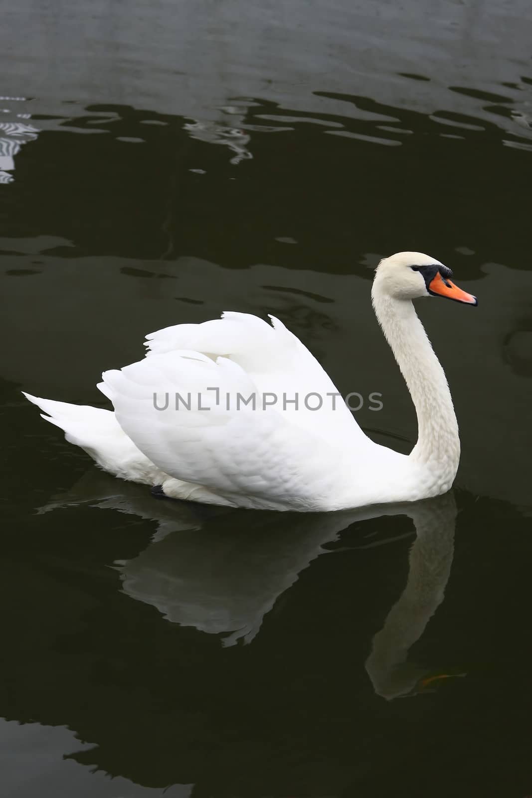 The Whine Swan Floats on the Lake by cococinema