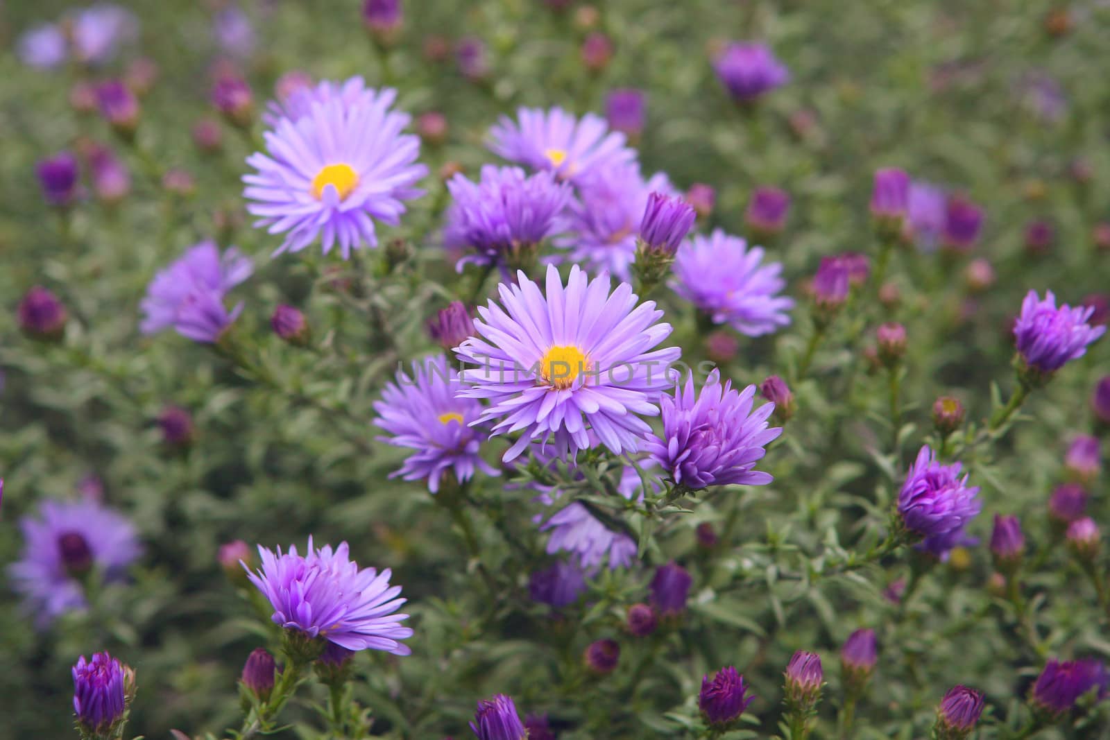 Blue Asters flowers in the Autumn Garden by cococinema
