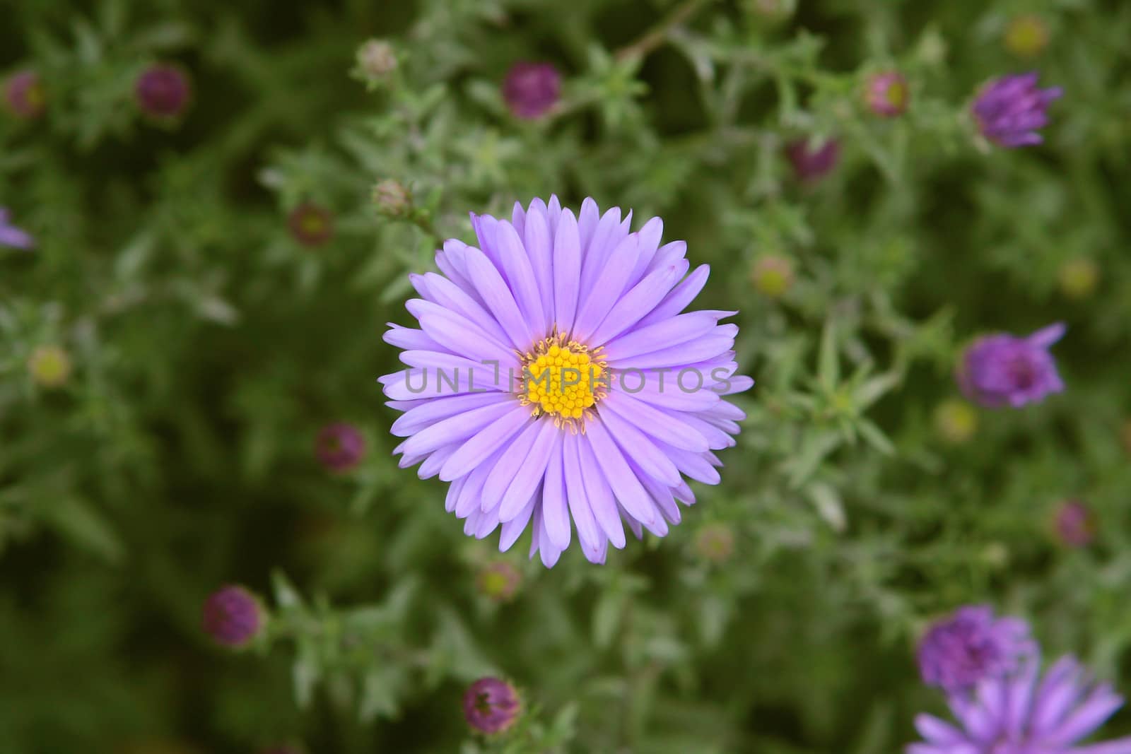 Asters flower in the Autumn Garden by cococinema