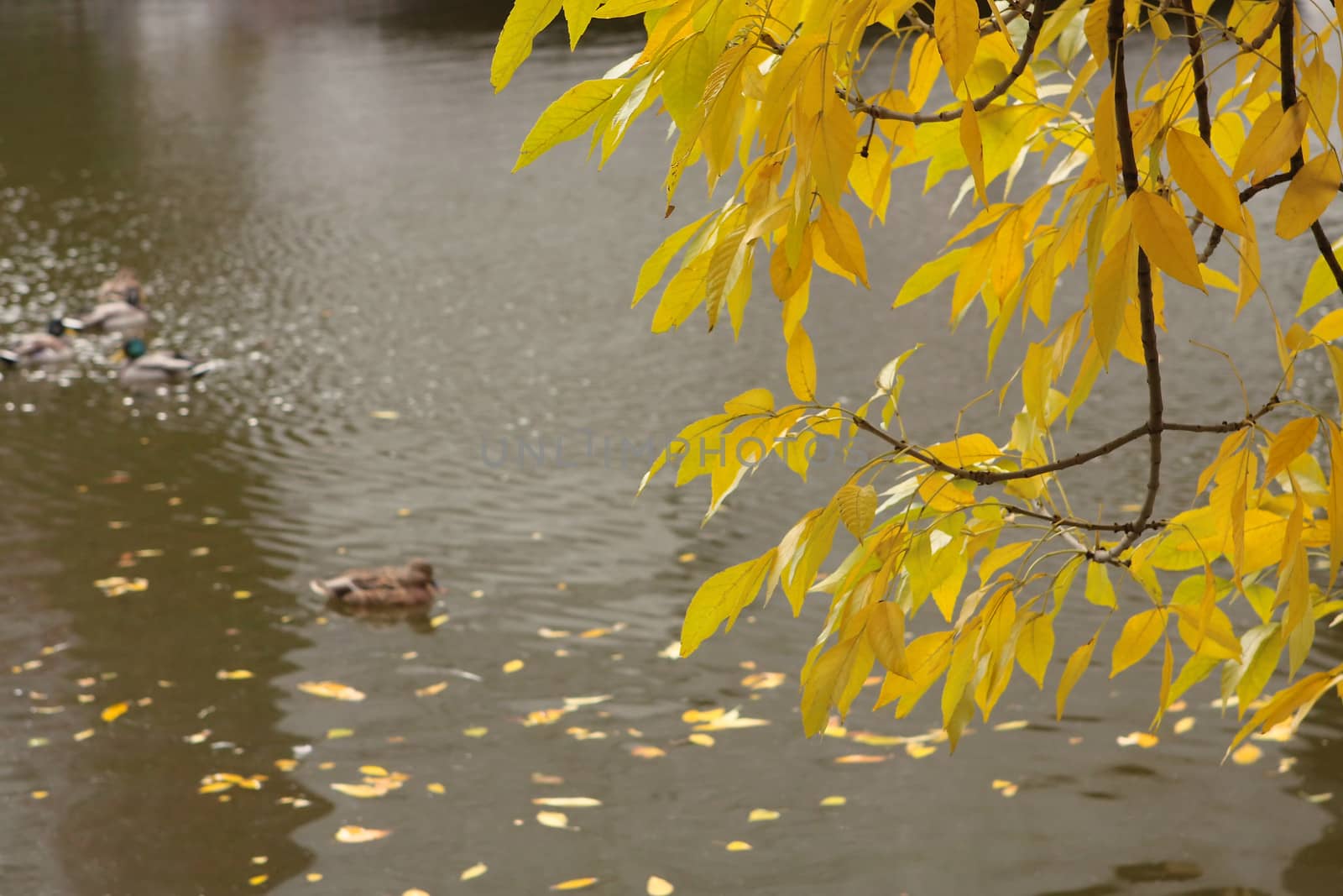 Autumn yellow tree over the pond by cococinema