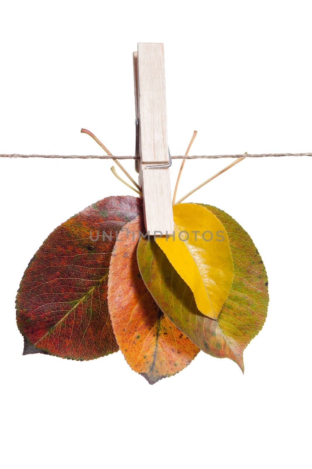 Autumn leafs held by clothespins