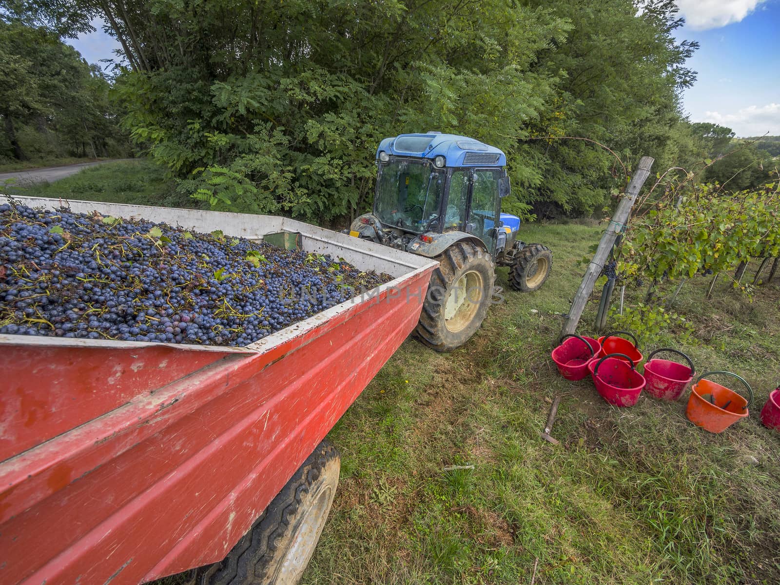 harvesting grapes in the vineyards of Tuscany