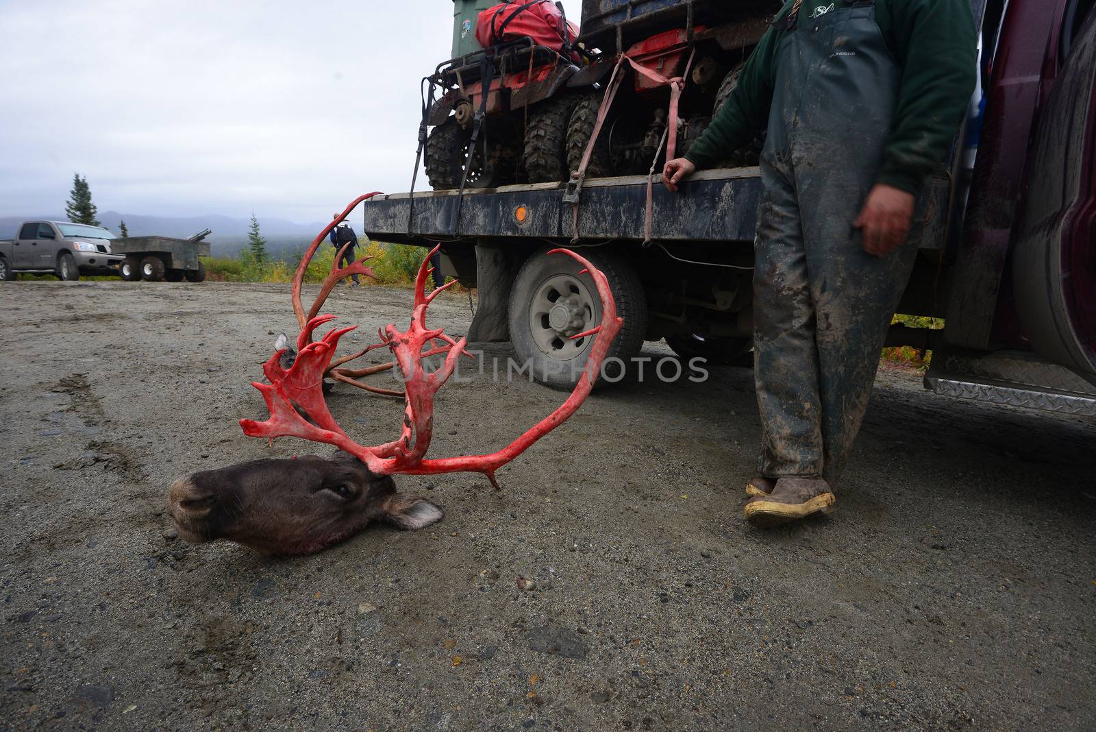 dead caribou from hunting in alaska