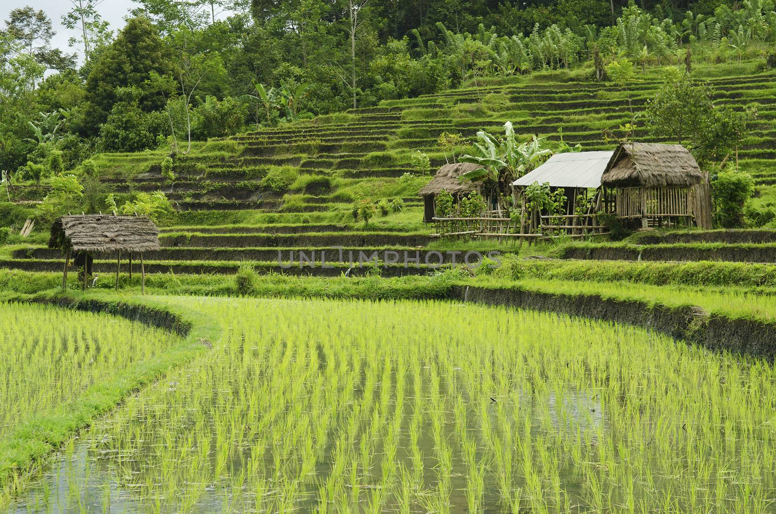 rice fields in bali indonesia by jackmalipan