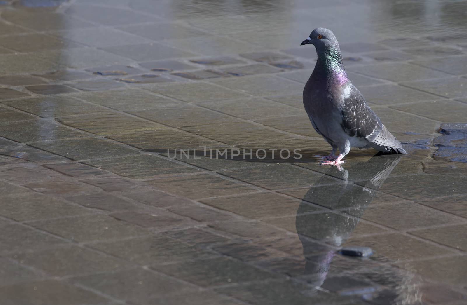 colorful pigeon with its water reflection standing on cubic asphalt