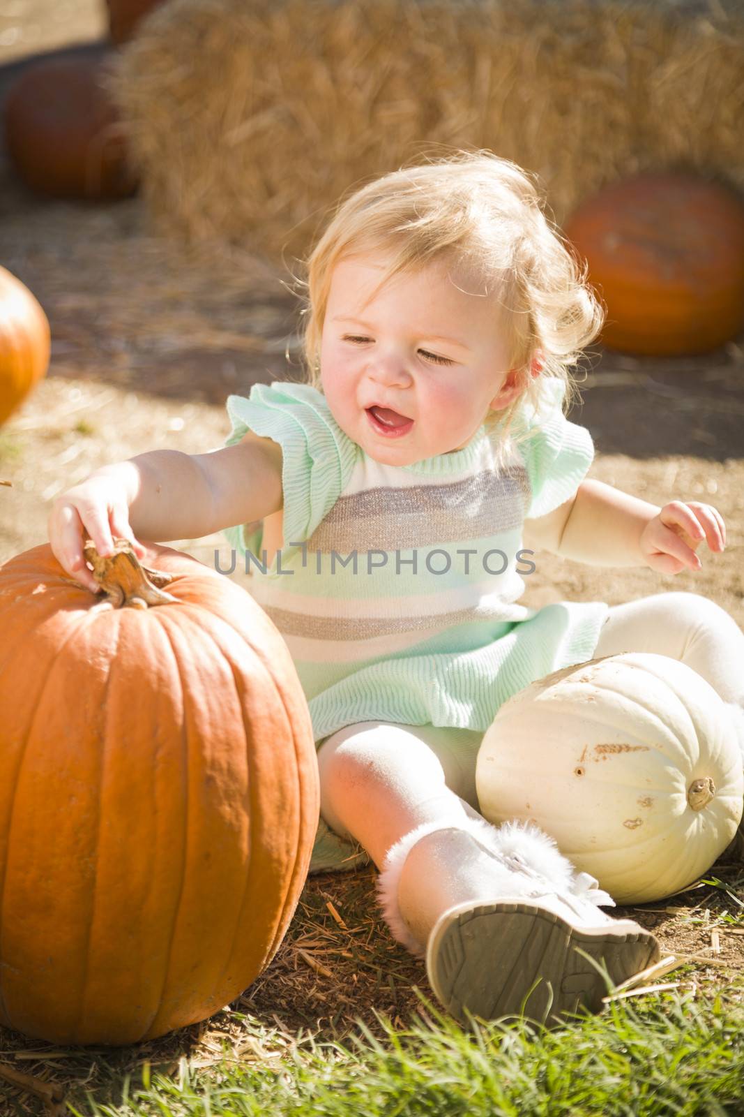 Adorable Baby Girl Holding a Pumpkin in a Rustic Ranch Setting at the Pumpkin Patch.
