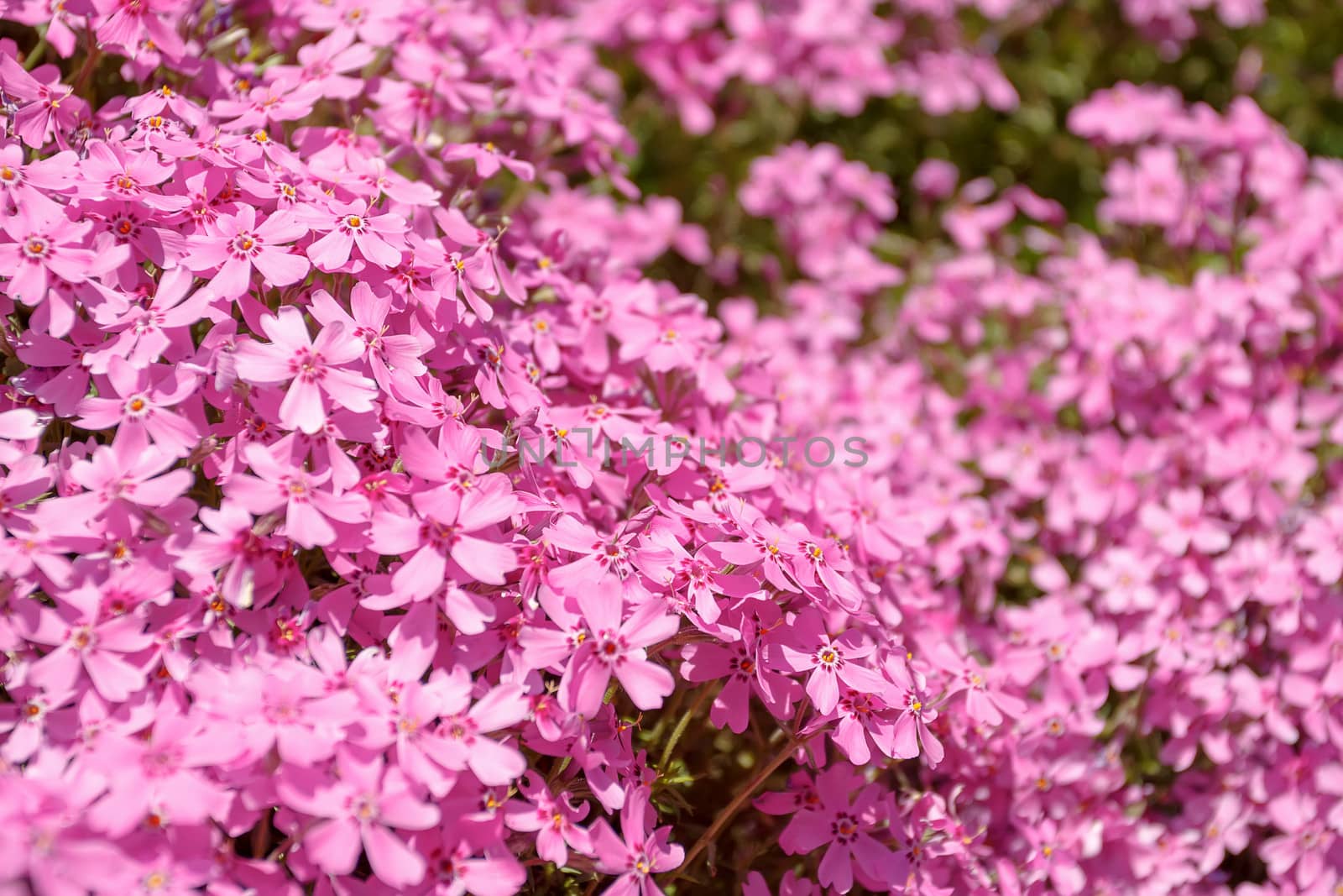 pink flowers in spring garden with shallow focus