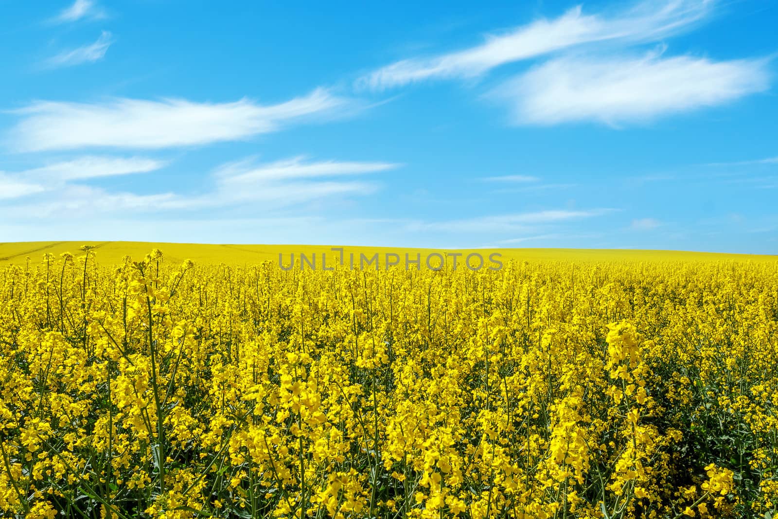 Beautiful summer rural landscape with rape field and blue sky