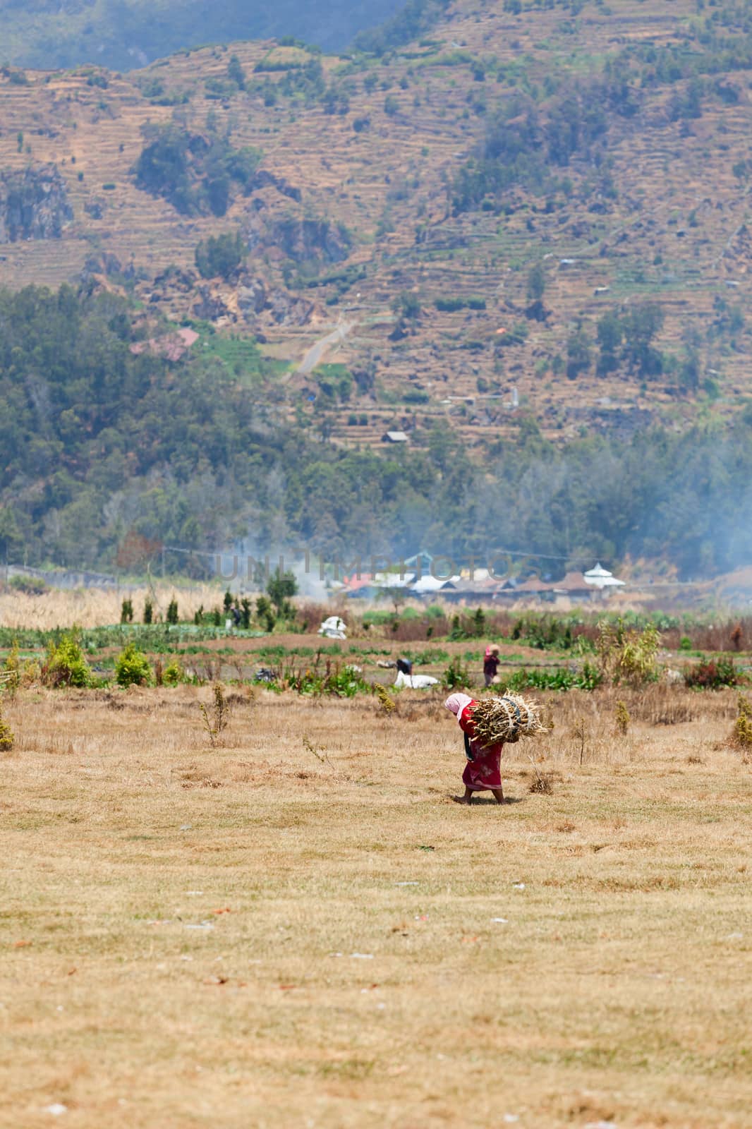 Old female farm worker carries firewood with agriculture and mountains on background.