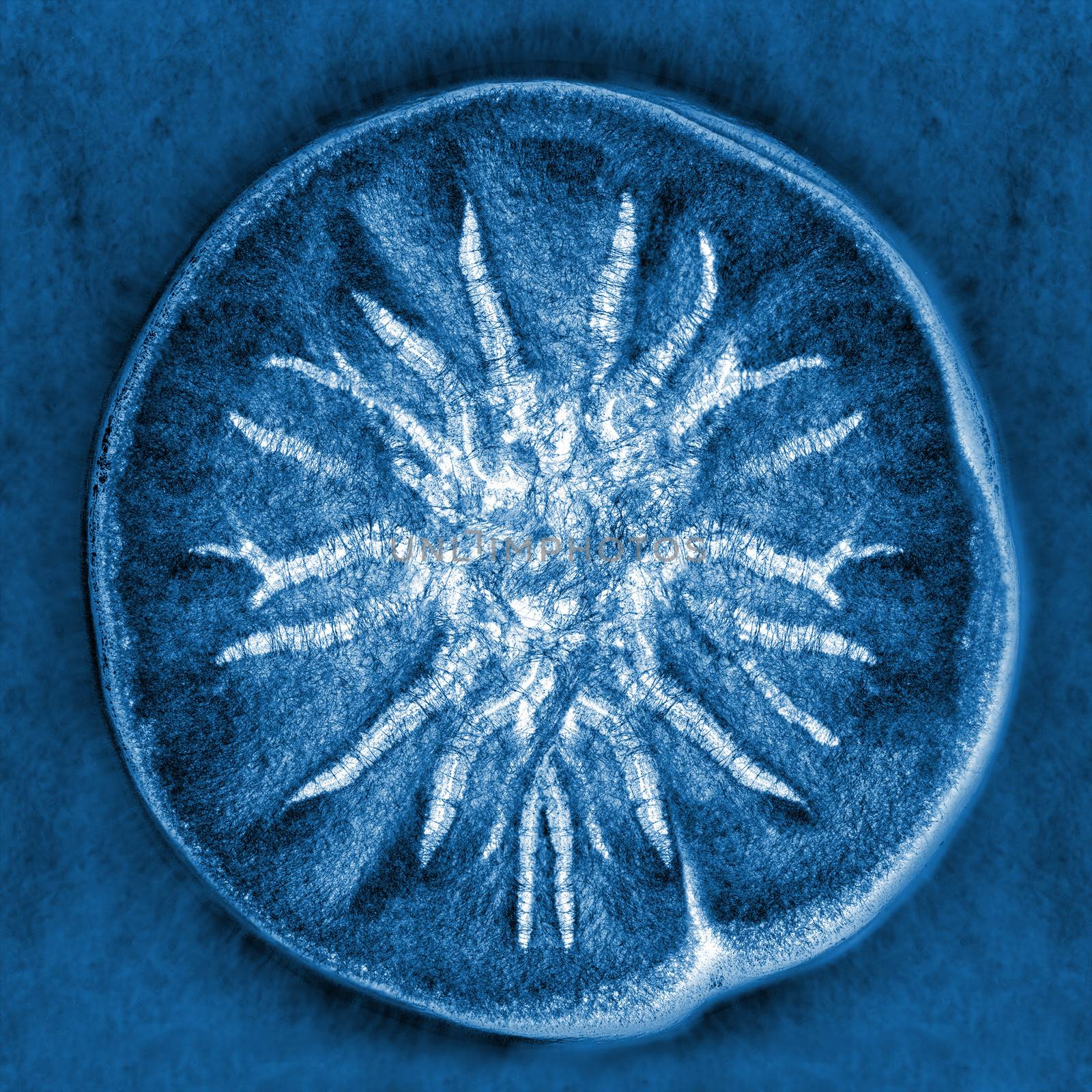macro X-ray shot of fuzzy mold on white background