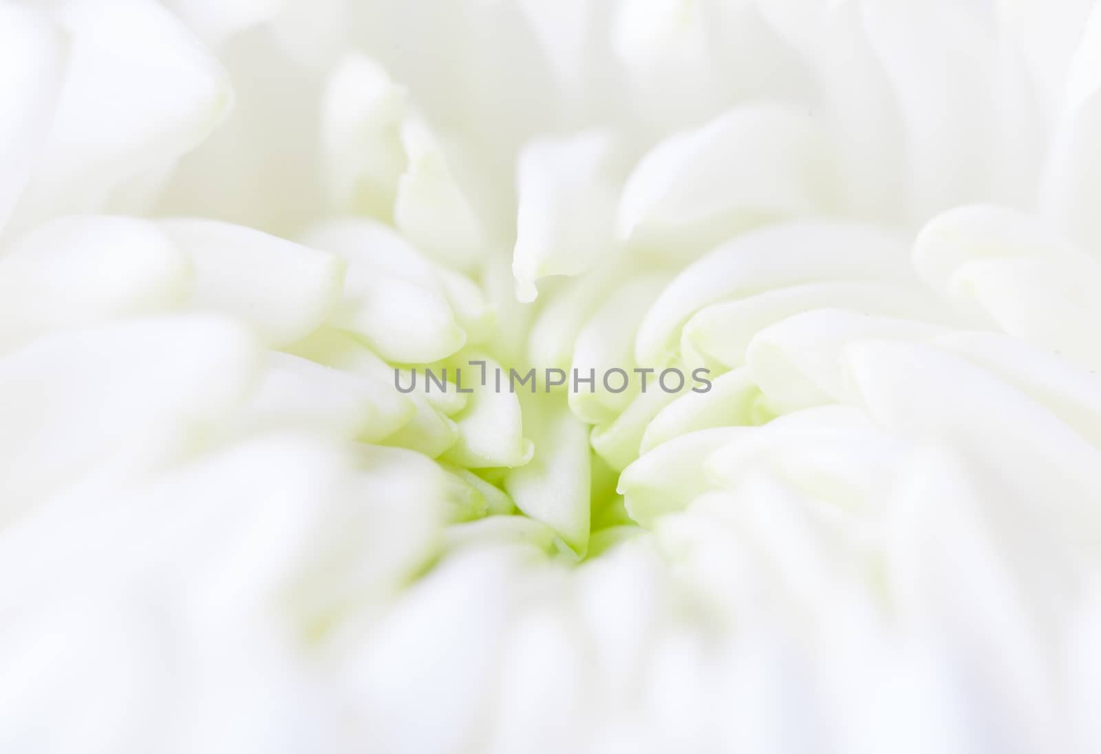 White flower bud  leaves opening