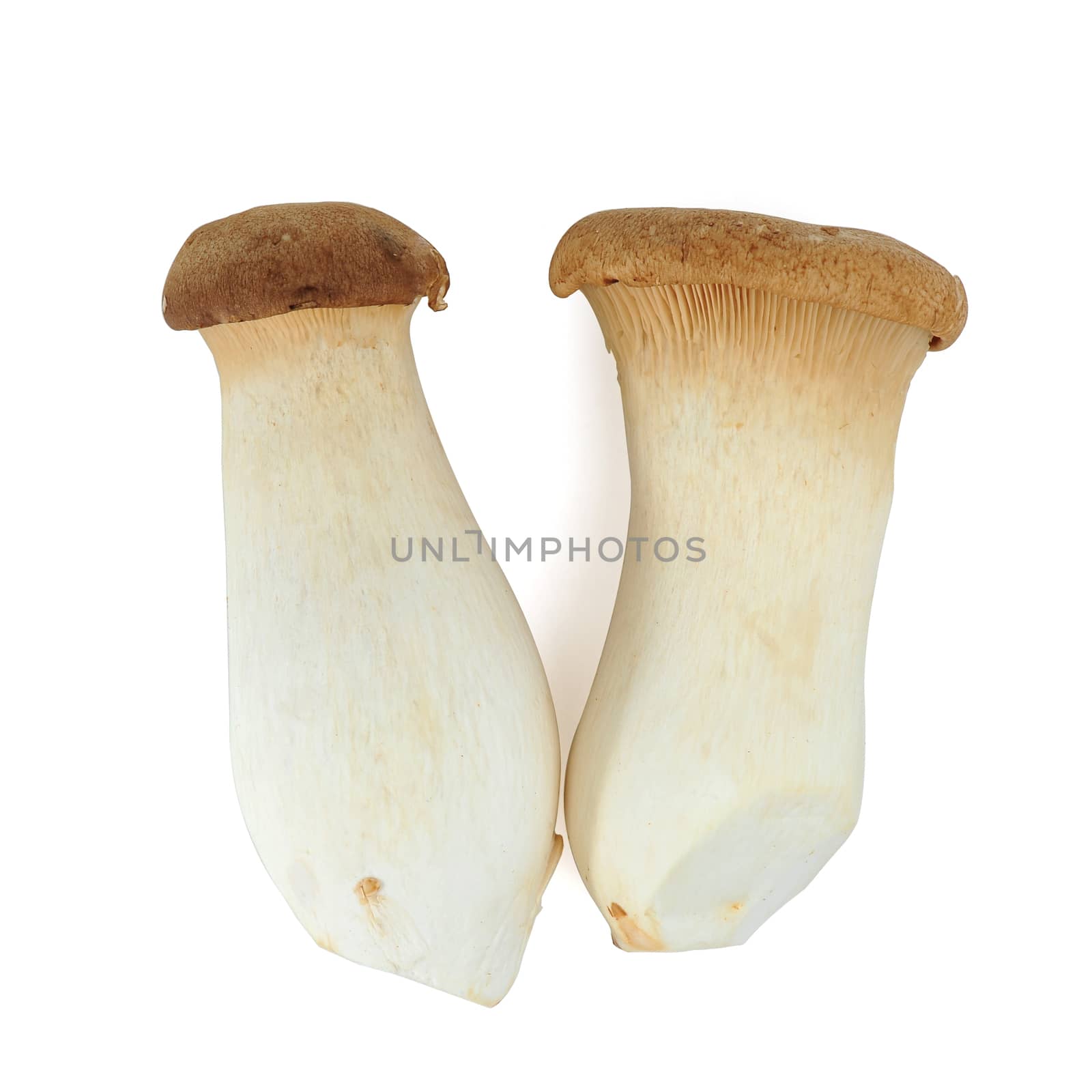 Edible Mushroom by antpkr