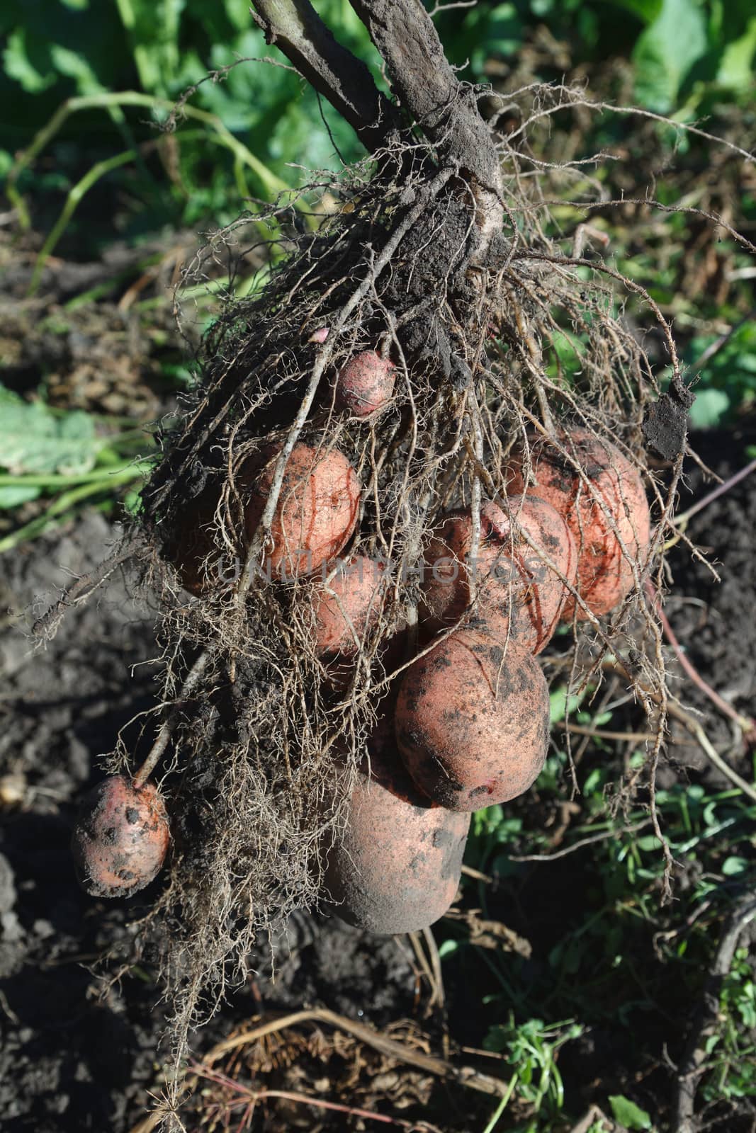 potato plant with tubers digging up from the ground 