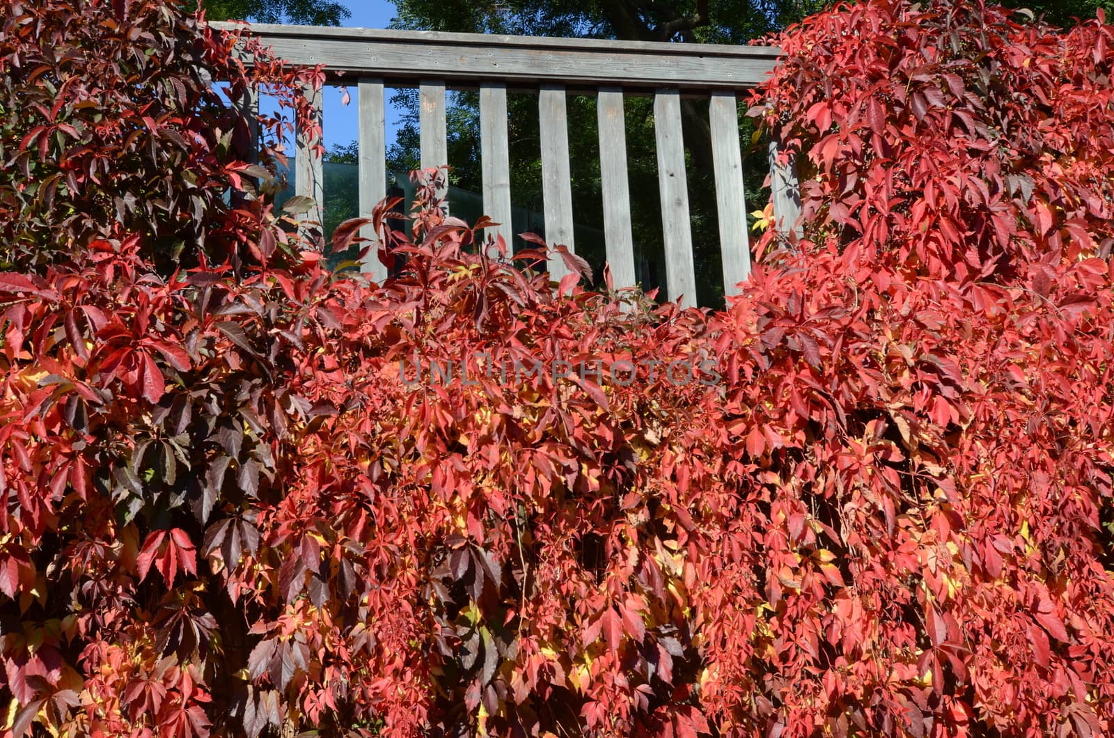 autumn leaves