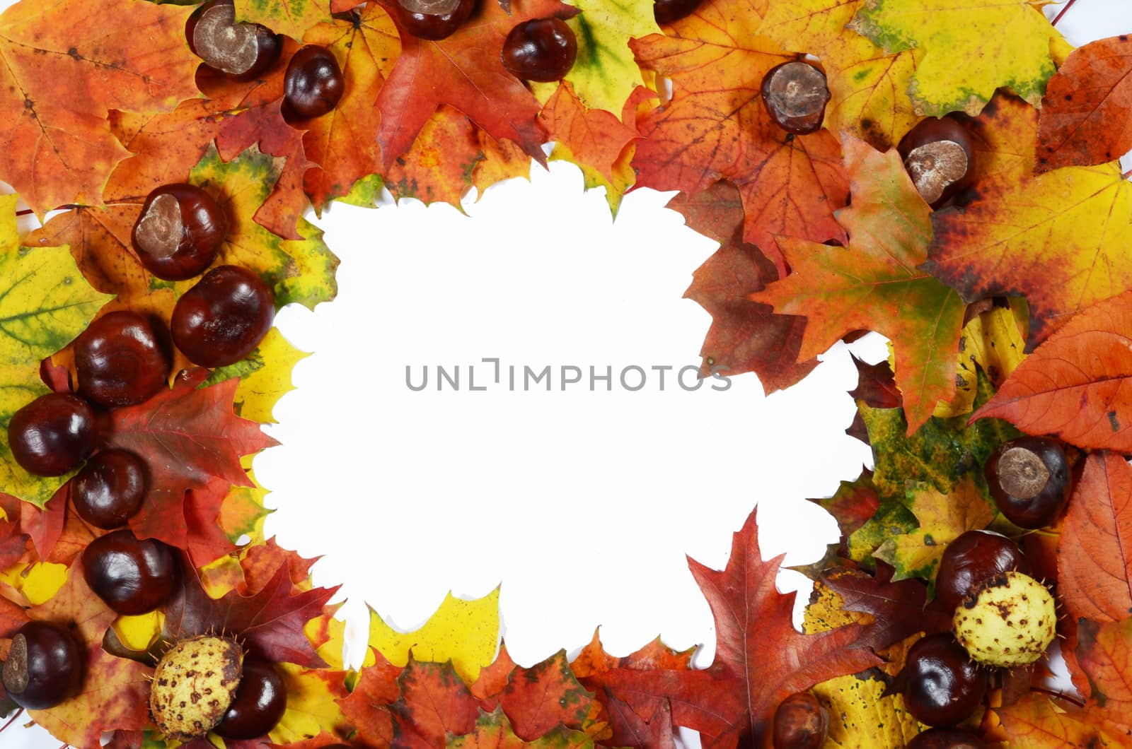 autumn frame