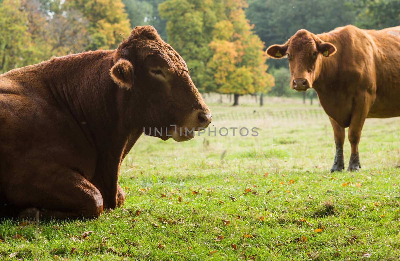 Large cow facing sideways and resting in meadow in Cotswolds area of England