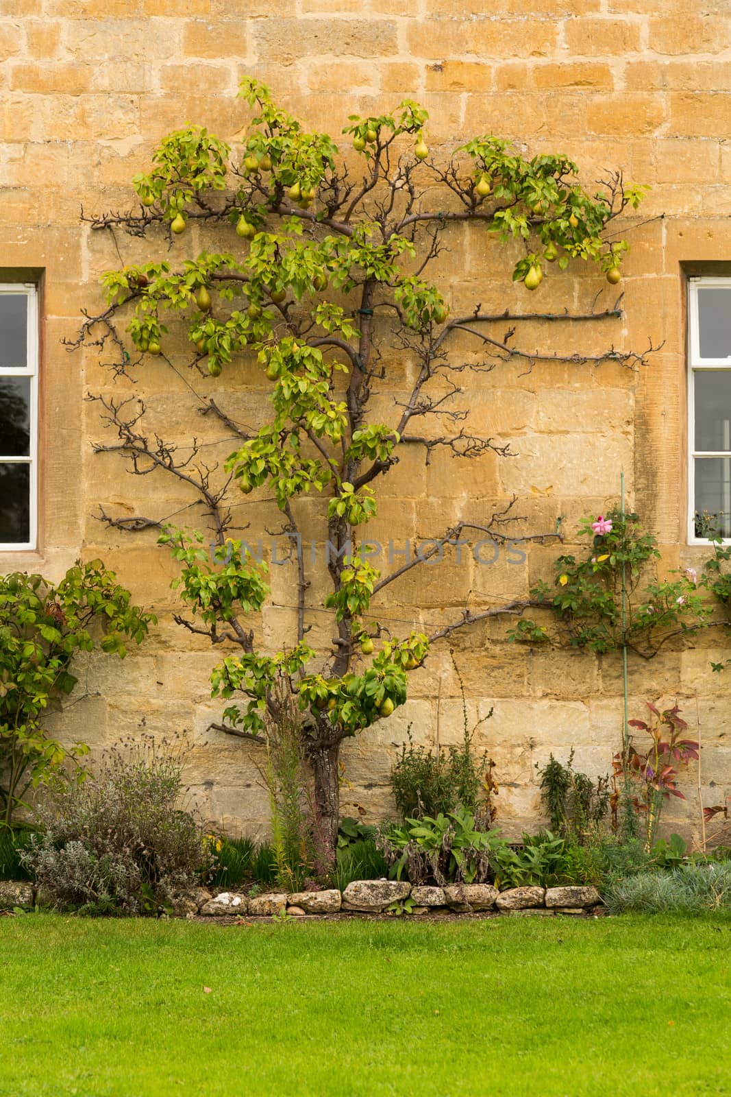 Espalier pear tree in Stanton in Cotswold or Cotswolds district of southern England in the autumn.