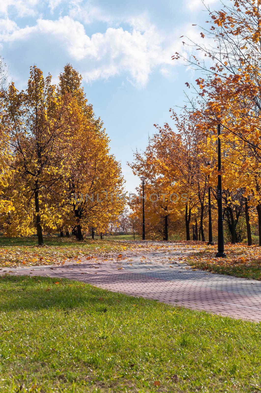 Alley in a park, autumn by mkos83