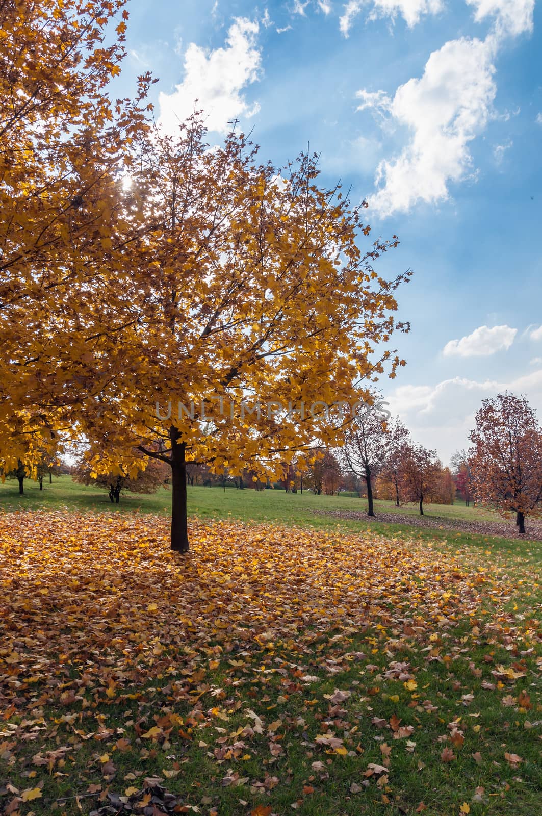 Autumn trees in a park, Sosnowiec, Poland