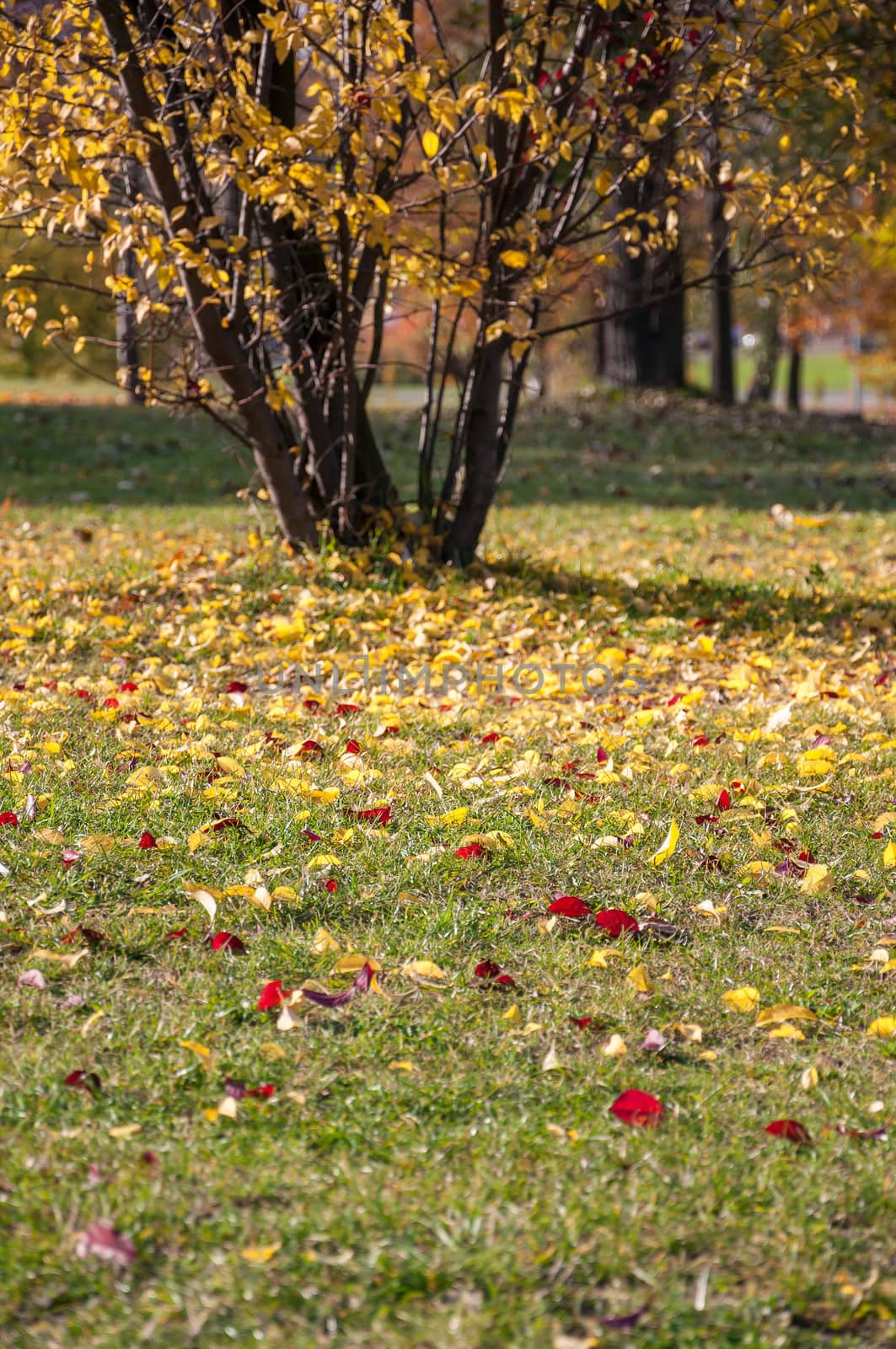 Colorful leaves on grass in a park, Sosnowiec, Poland