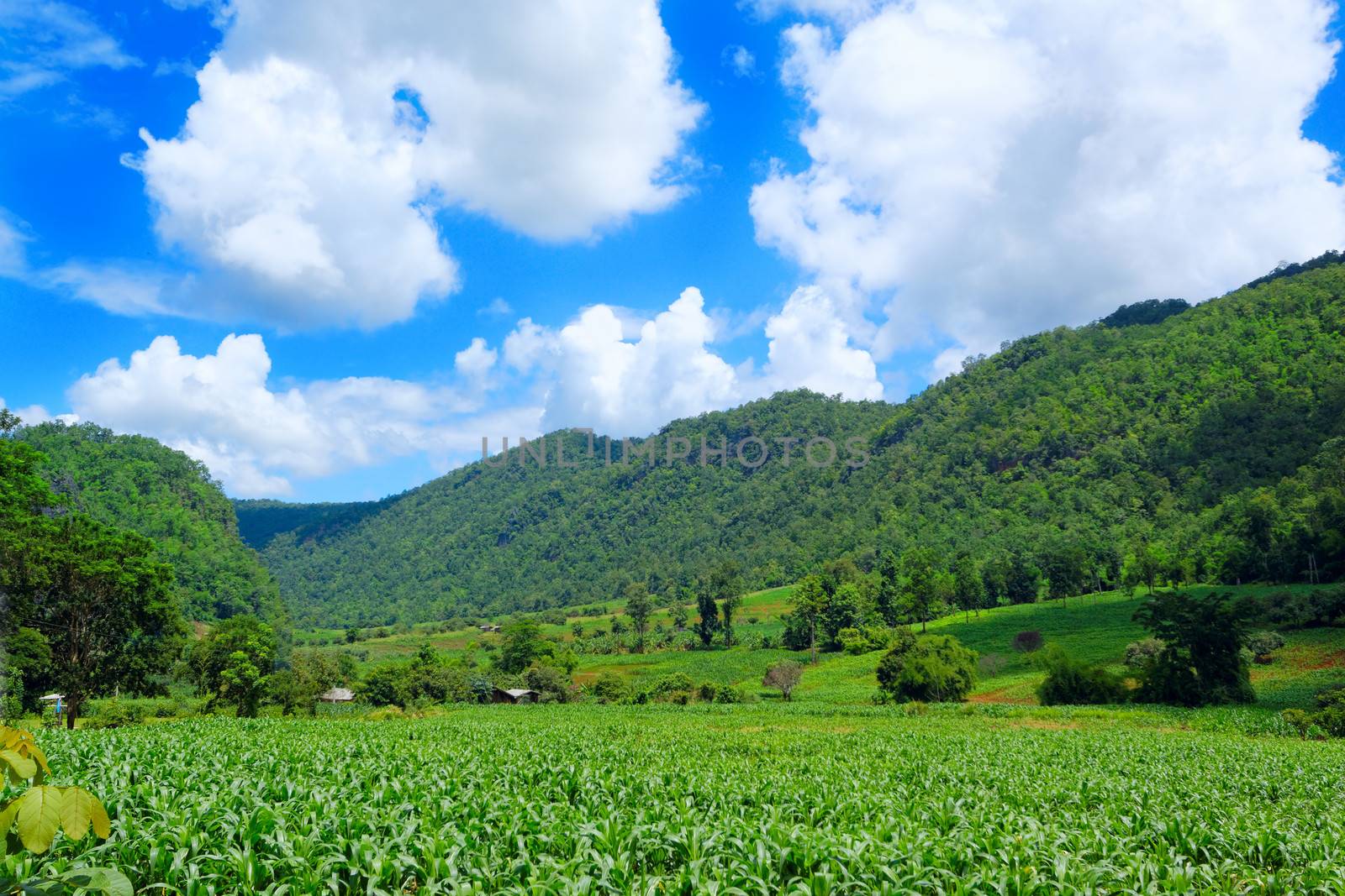 Corn farm in countryside of Thailand 