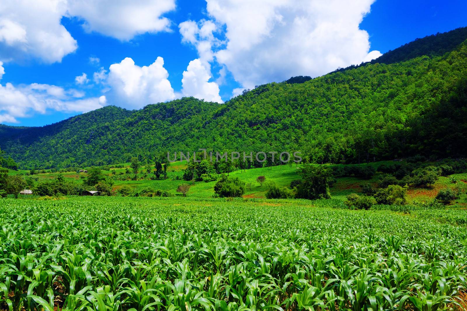 Corn farm in countryside of Thailand 