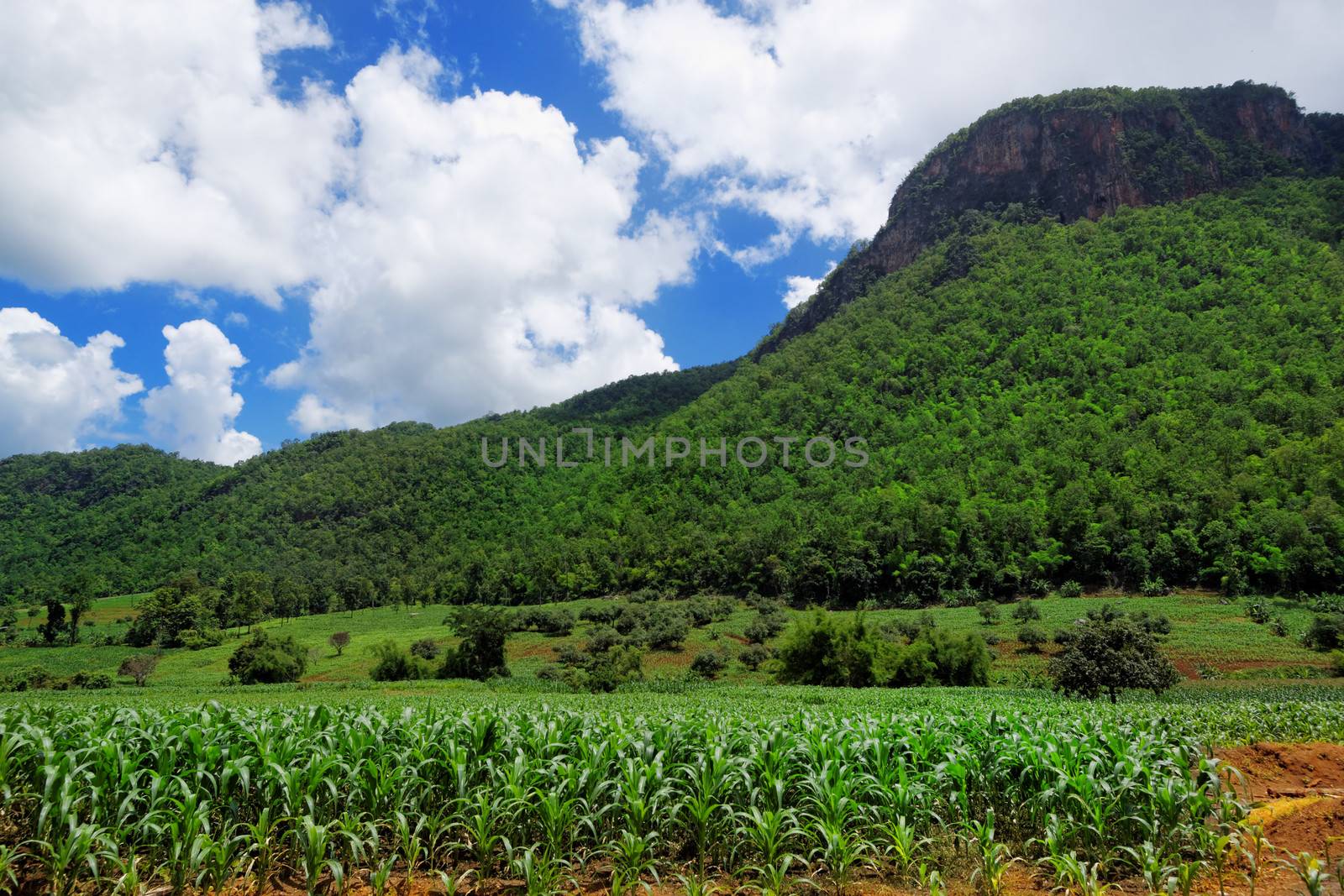 Corn farm in countryside of Thailand 