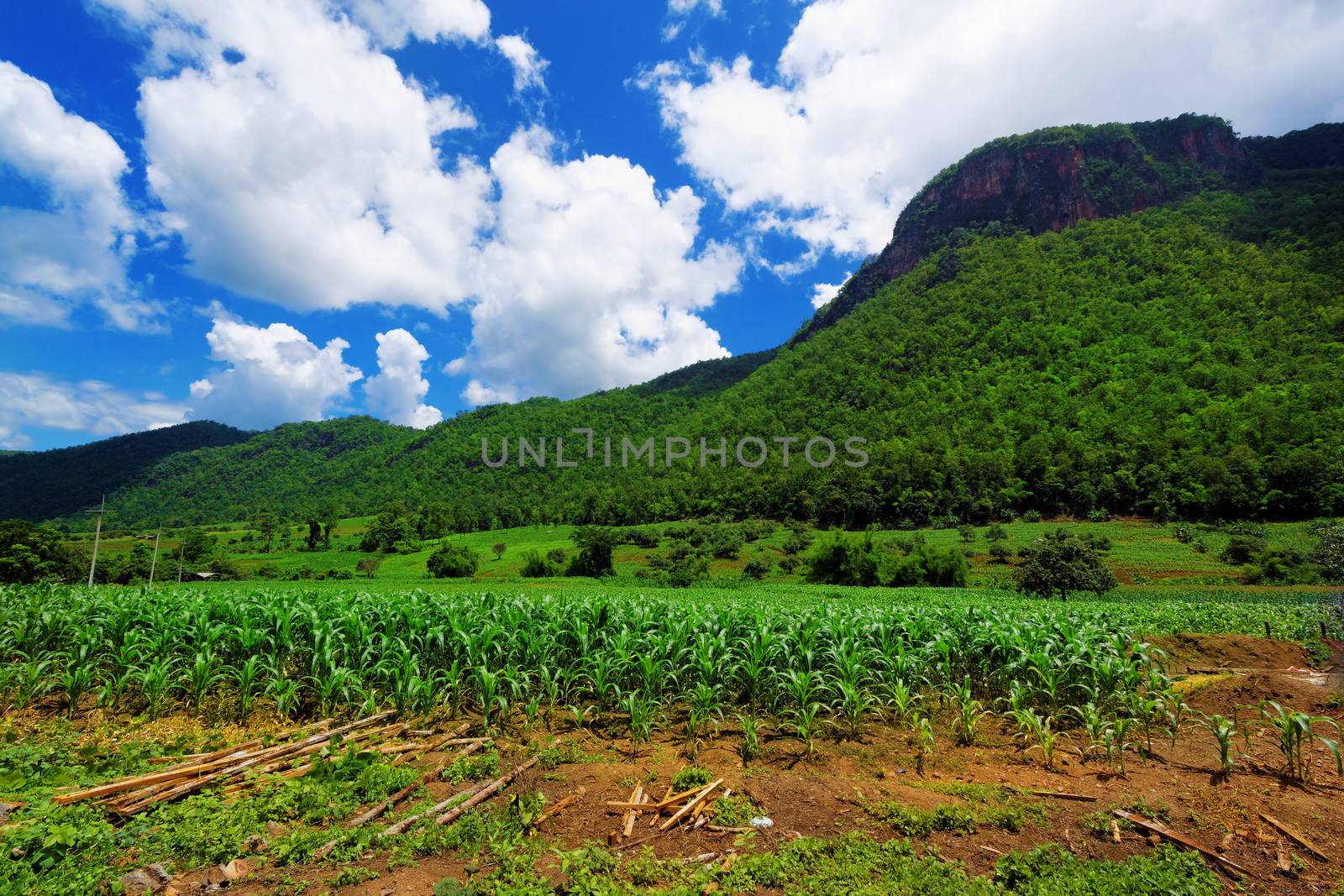 Corn farm in countryside of Thailand 