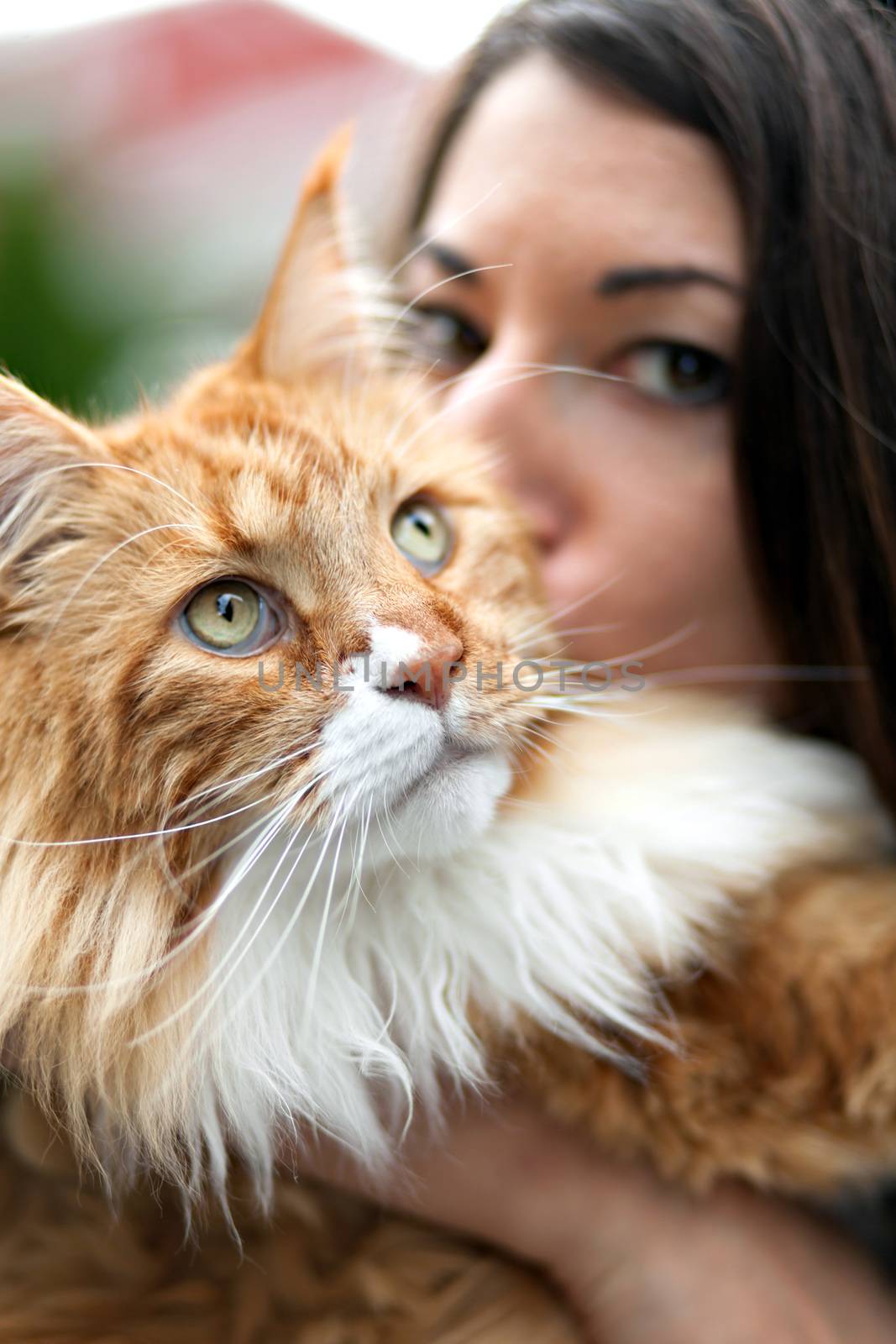 Woman kisses her cherished purebred Maine Coon cat.  Shallow depth of field.